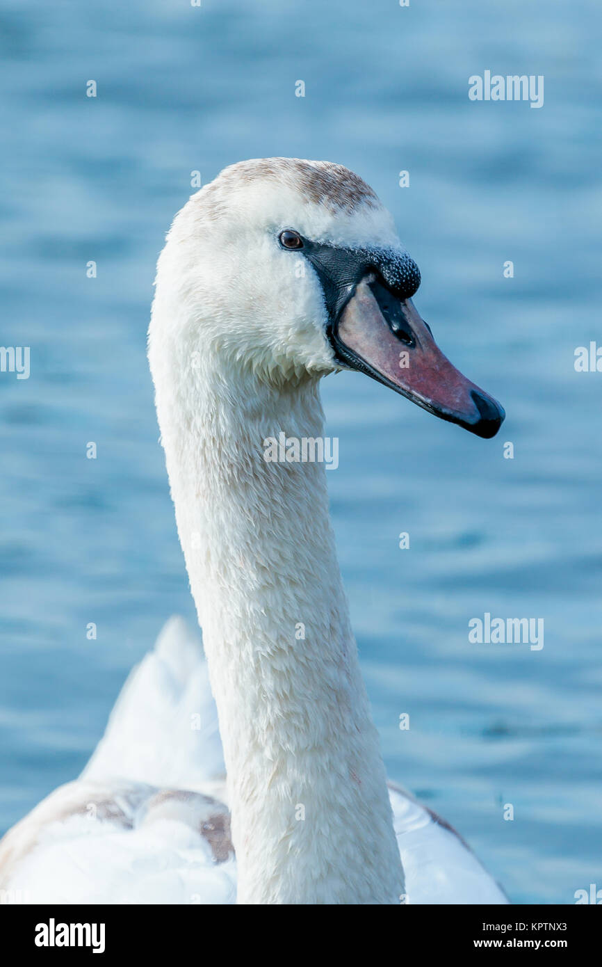Nahaufnahme eines Schwans mit braunen Markierungen. Stockfoto