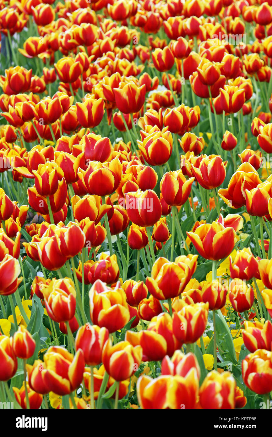 Rot-gelbe Tulpenpracht Stockfoto