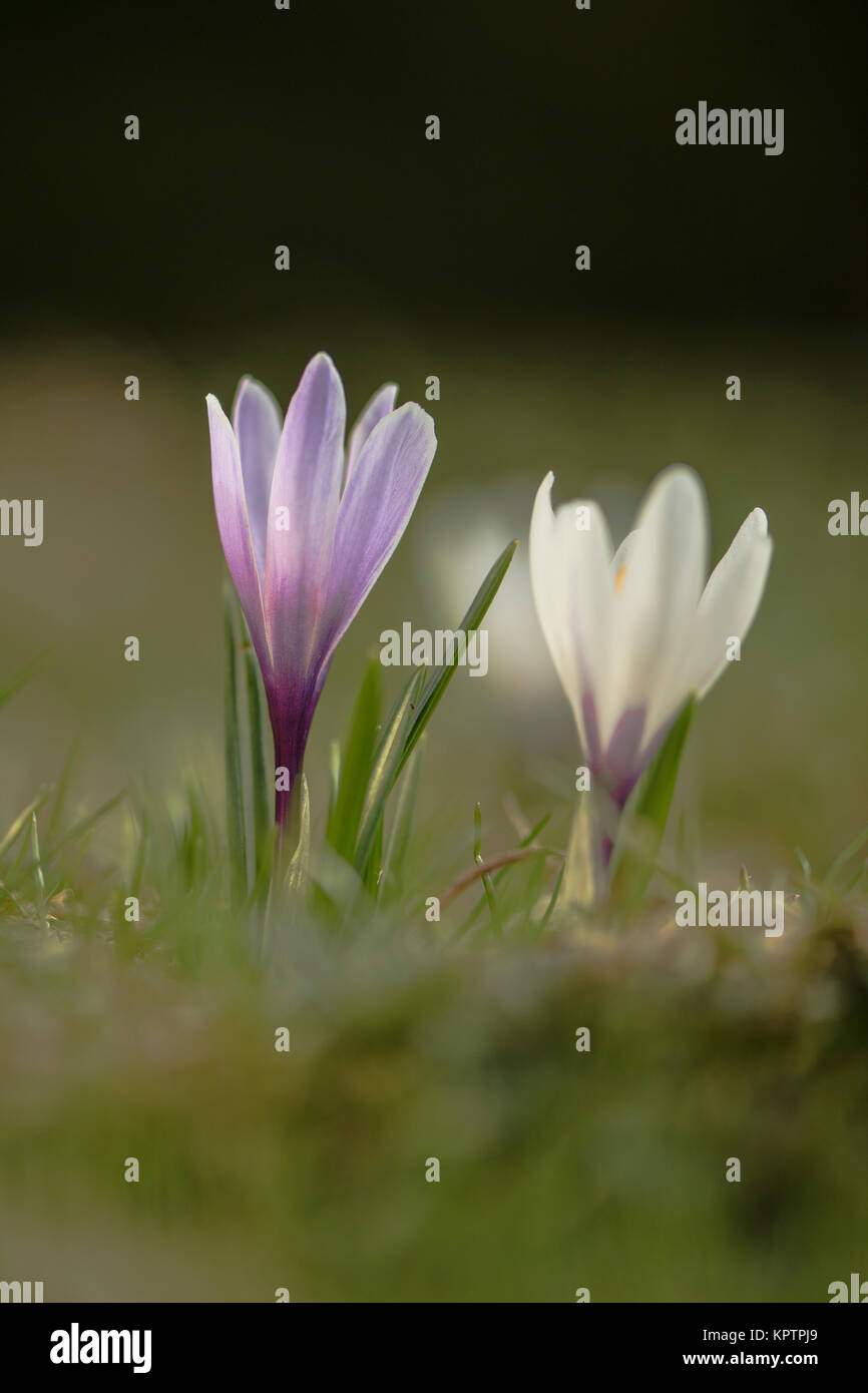 Blühende Krokus in Nahaufnahme Namen einzeln und in der Gruppe Stockfoto