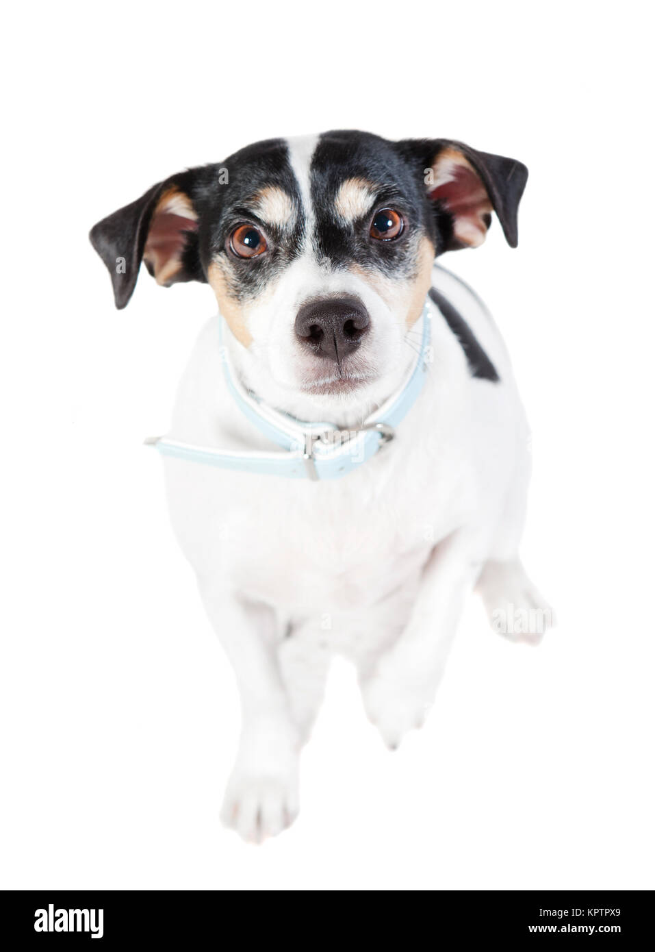 Ein weiß Schwarzer Terrier Hund sitzend schaut in die Kamera Stockfoto