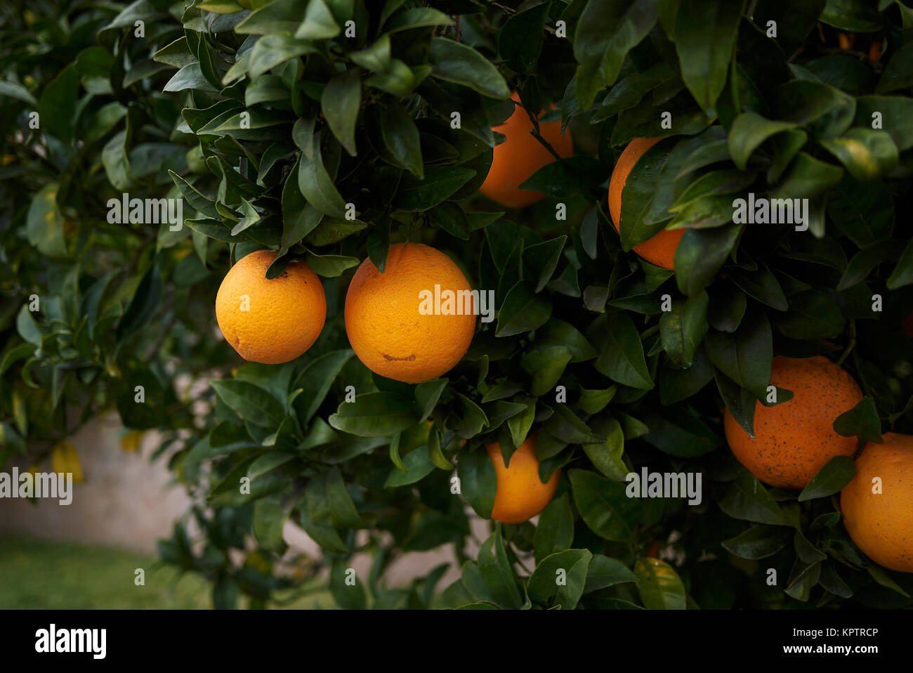 Citrus sinensis Stockfoto
