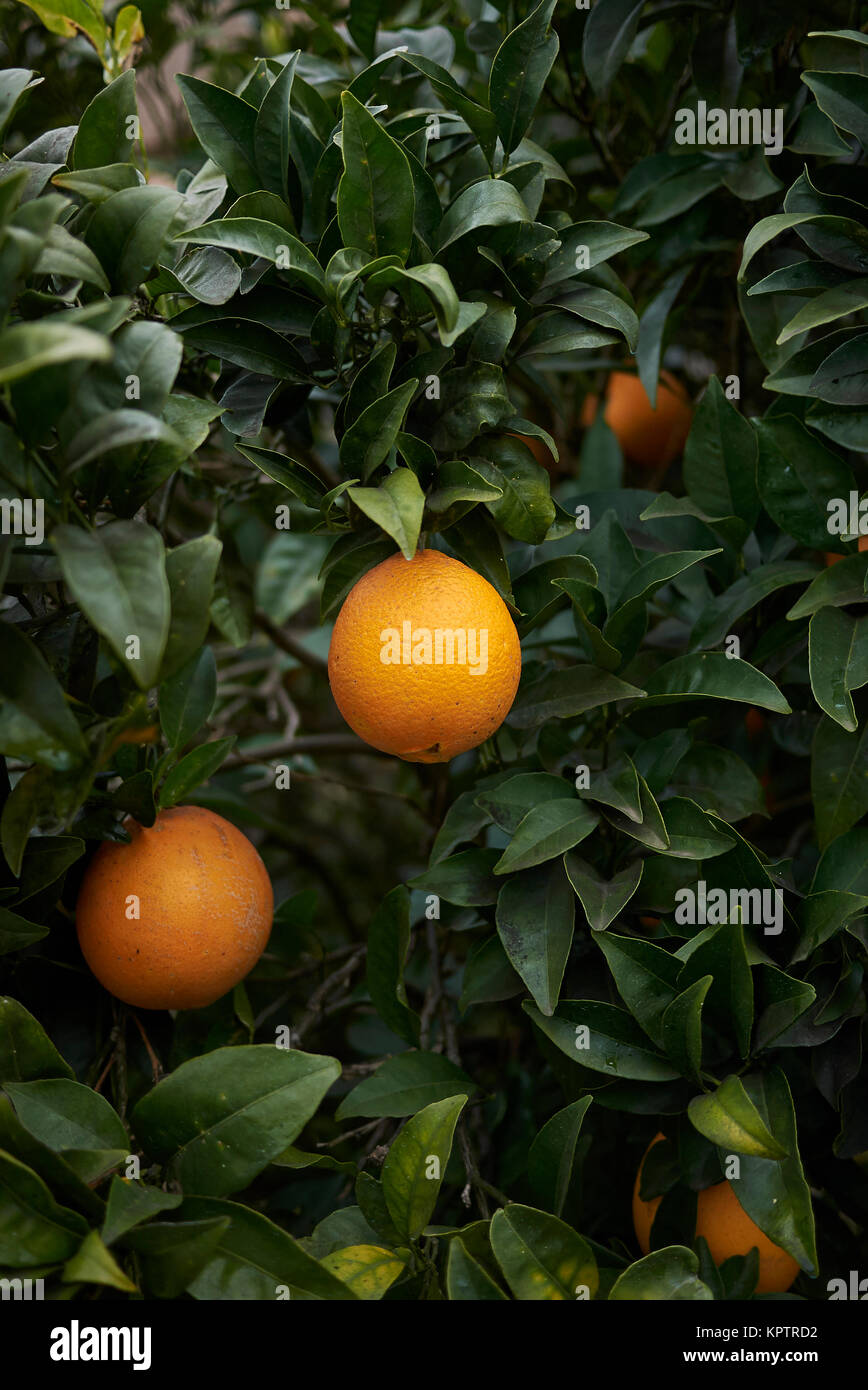 Citrus sinensis Stockfoto