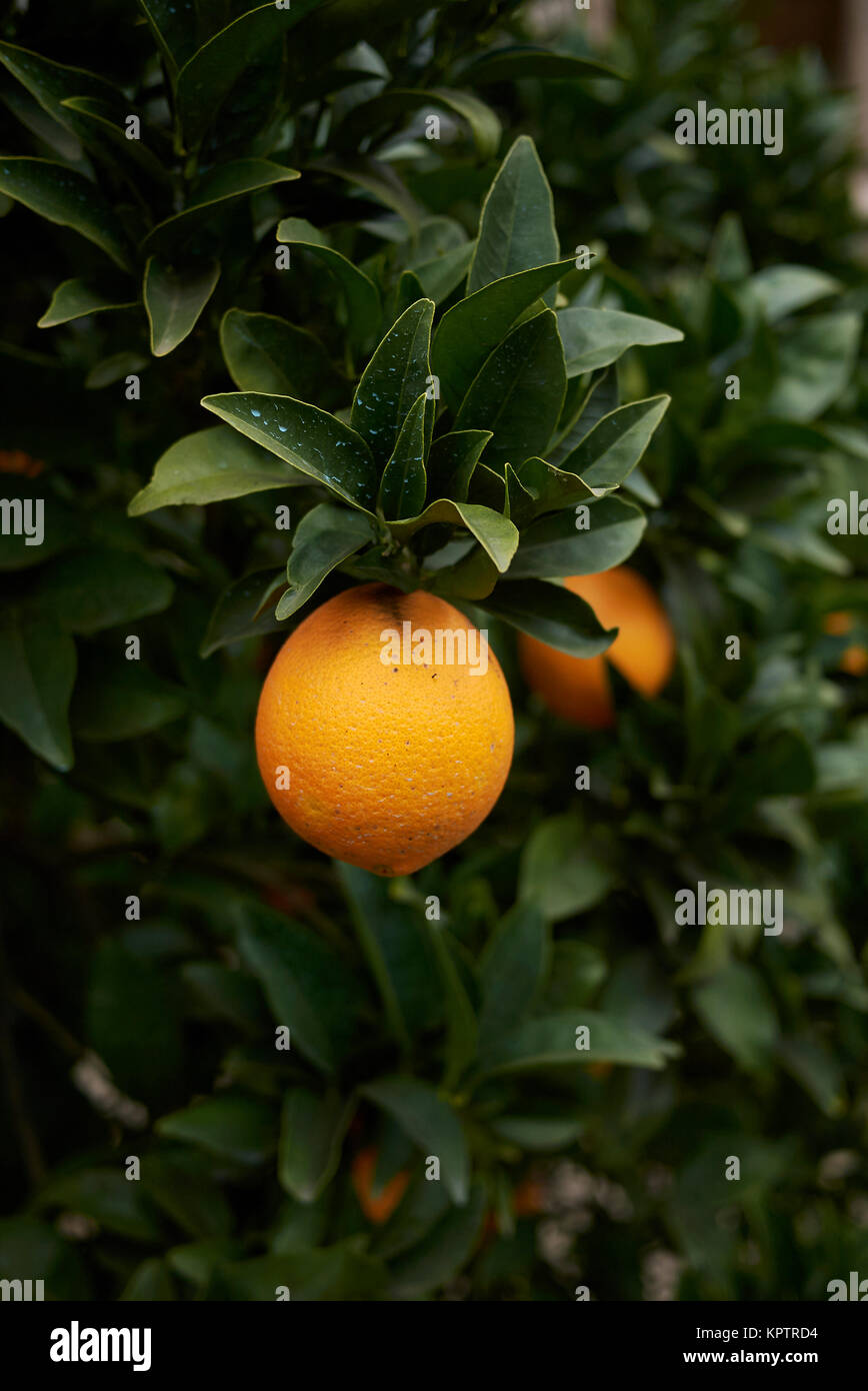 Citrus sinensis Stockfoto
