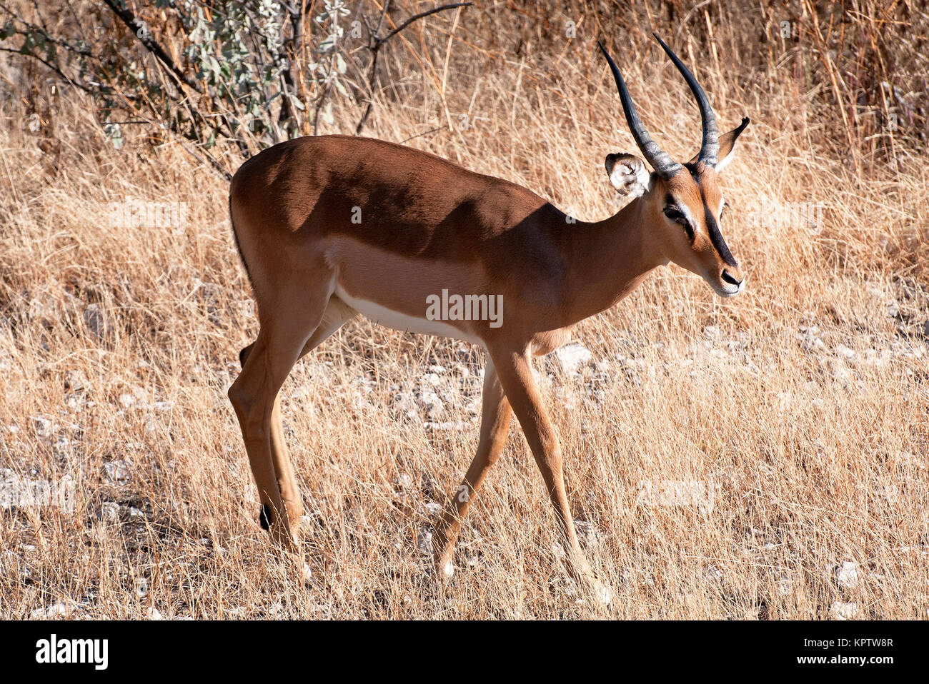 Impala, Antelope mit schwarzem Absatz Stockfoto