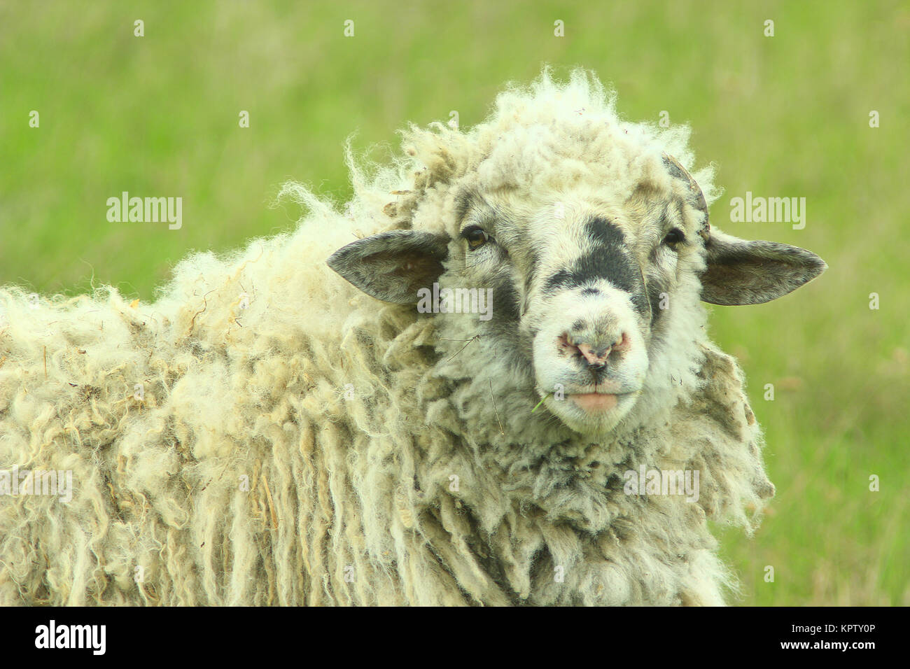 Schaf mit dicken Vlies Stockfoto