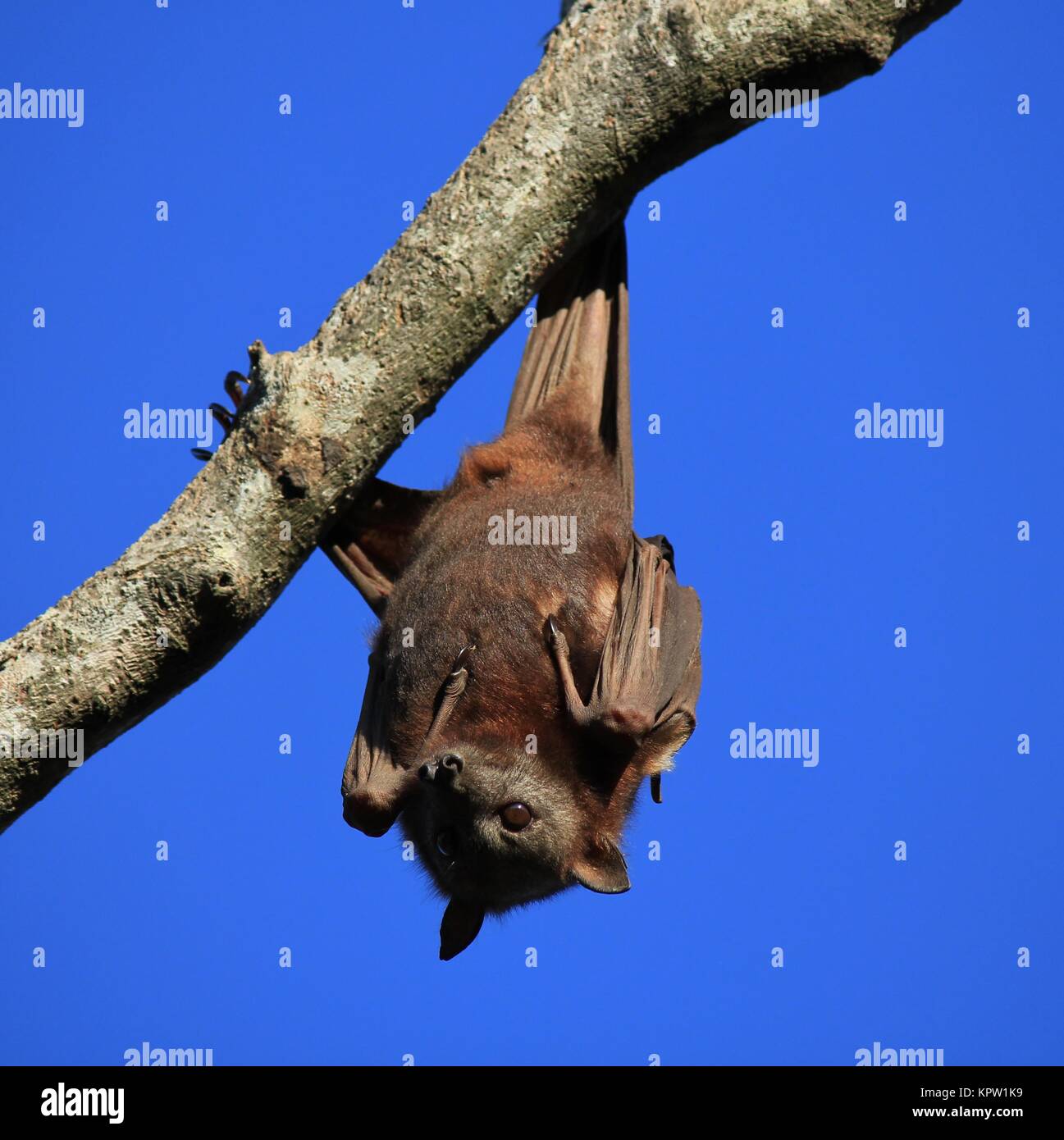 Obst bat kopfüber an einem Baum Stockfoto