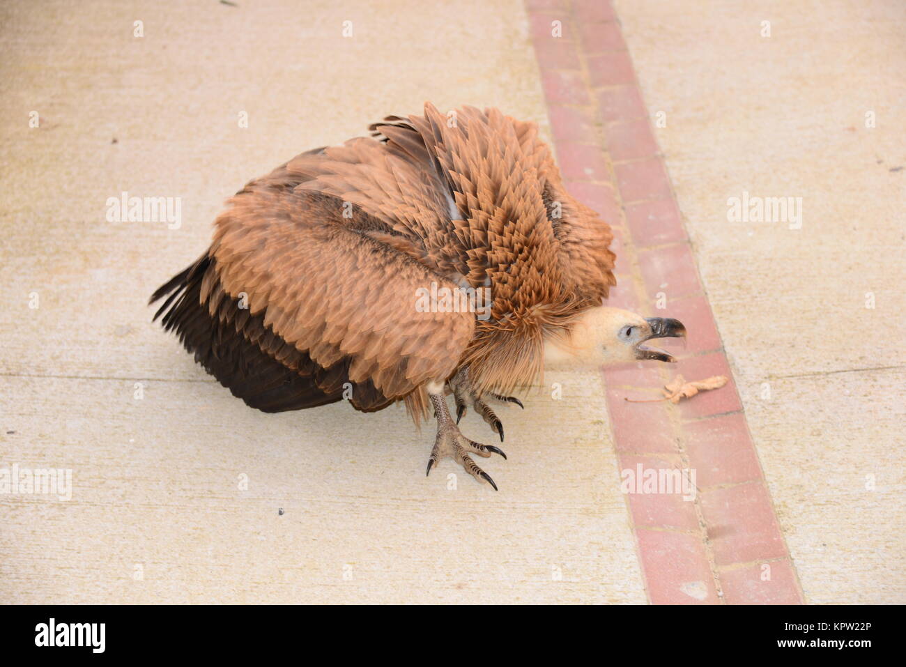 Gänsegeier in Spanien Stockfoto