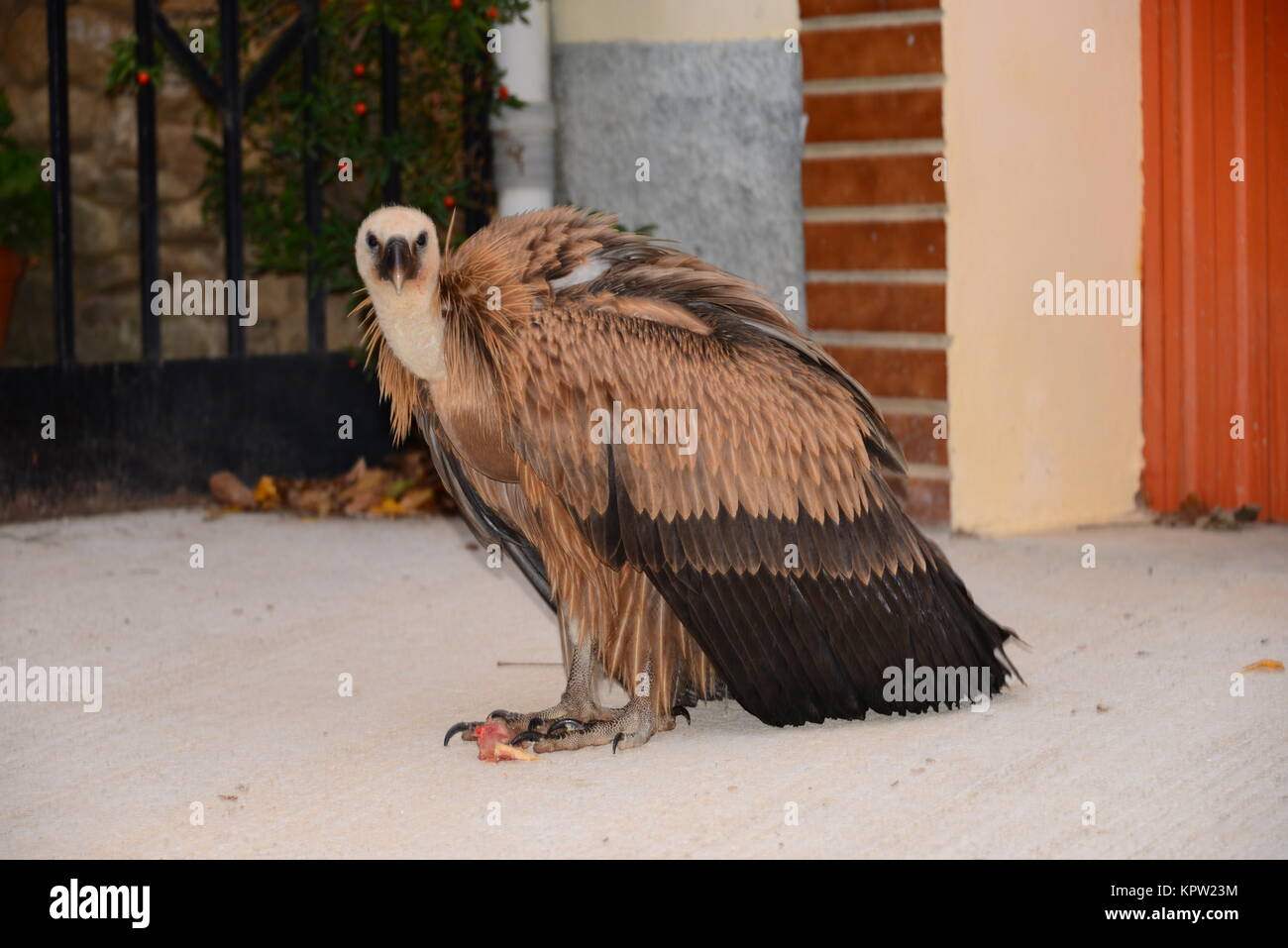 Gänsegeier in Spanien Stockfoto