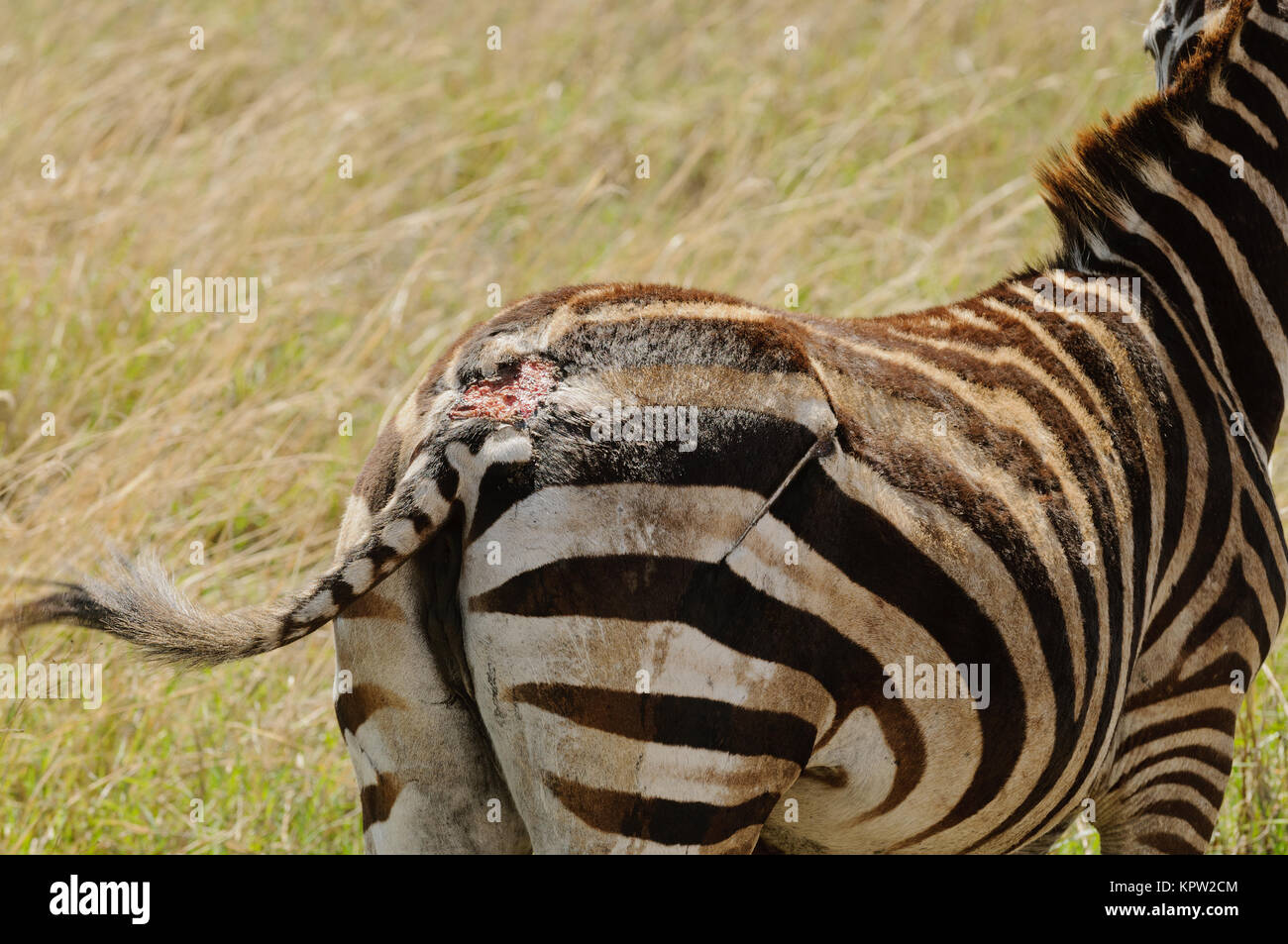 Nahaufnahme von Burchell's Zebra oder Boehms Zebra (Wissenschaftlicher Name: Equus burchelli, unterart Equus burchelli boehmi oder "punda Milia'in Swaheli) Bild t Stockfoto