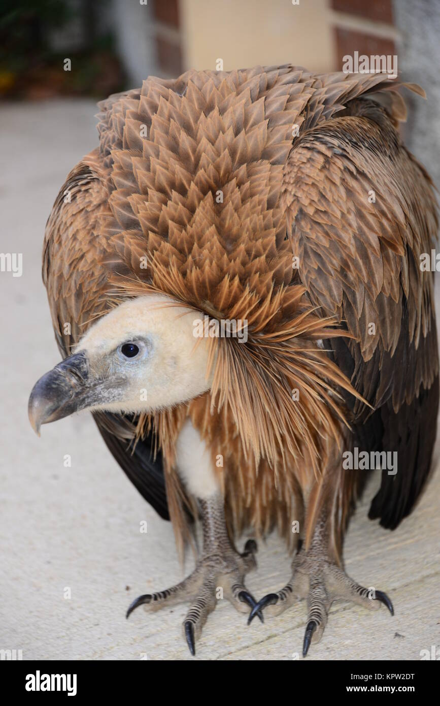 Gänsegeier in Spanien Stockfoto