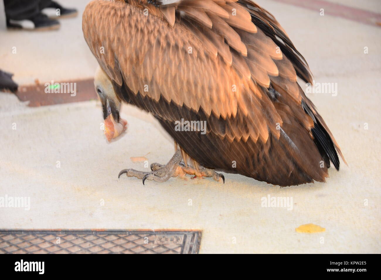 Gänsegeier in Spanien Stockfoto