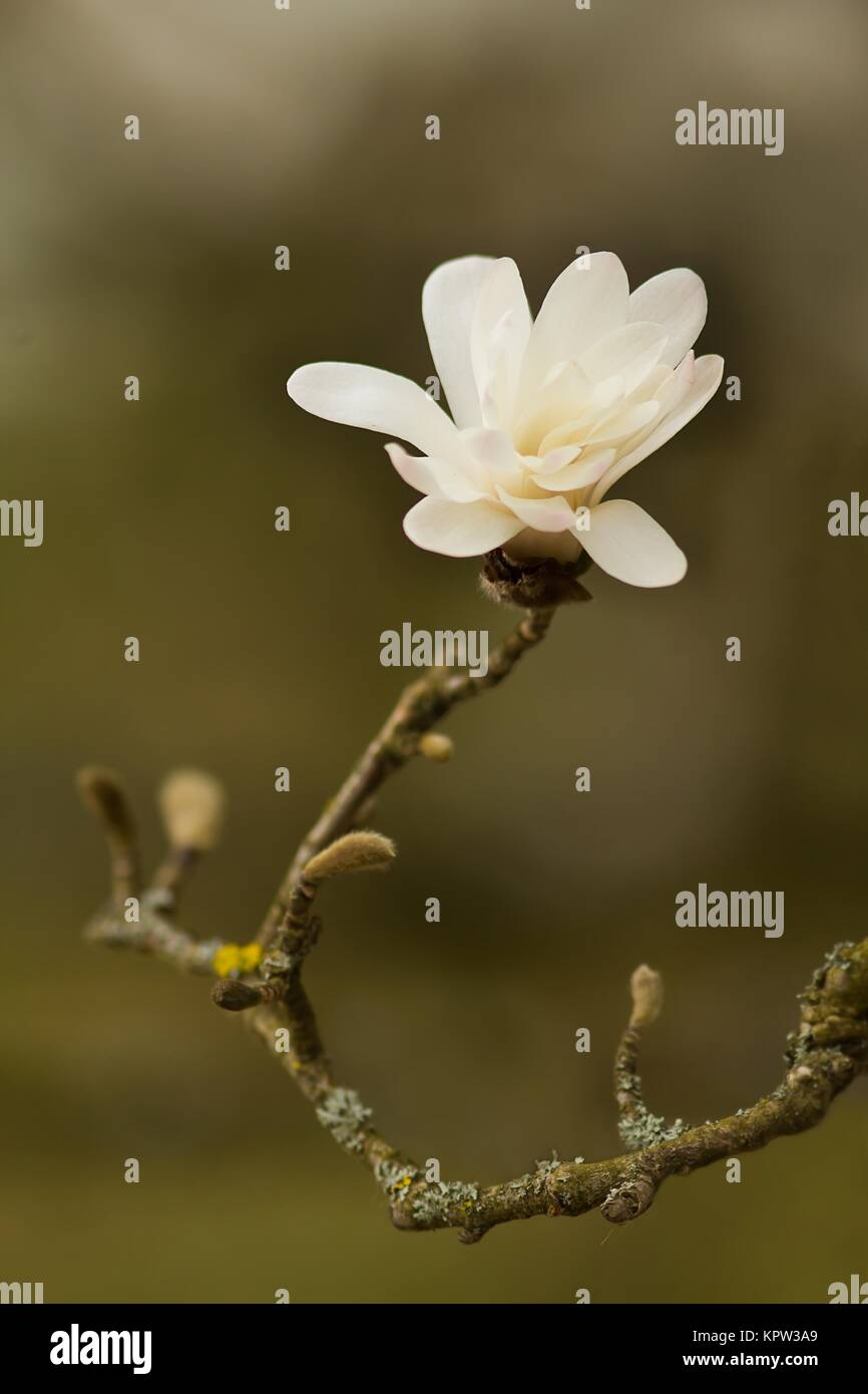 ErblÃ¼hende Stern-Magnolie / Blooming Star Magnolia Stockfoto