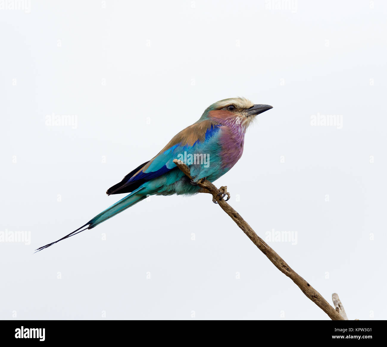 In der Nähe von Lilac-breasted Roller, eine schöne afrikanische Vogel auf der Serengeti gefunden Stockfoto