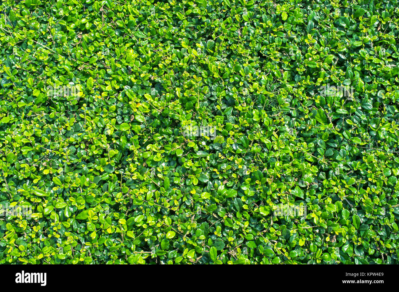 Grüne Blätter Wand Hintergrund Stockfoto