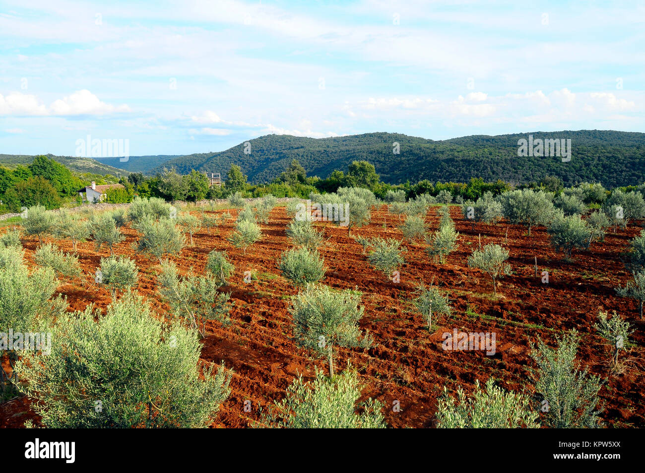 Bereich der grünen Olivenbäumen und Rot land Boden, Kroatien Stockfoto