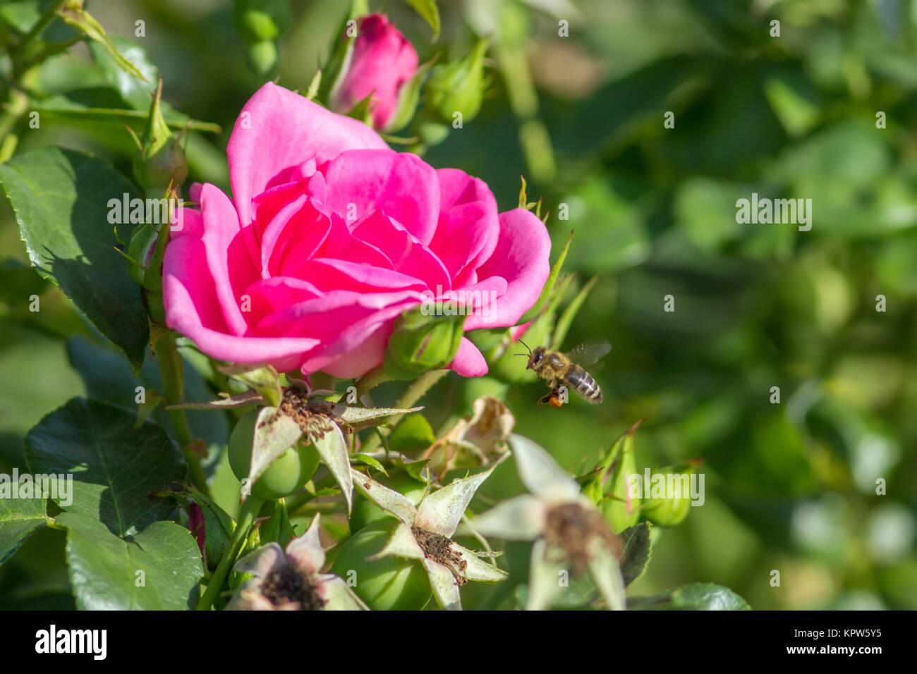 Biene bei Rose / Biene und Rose Stockfoto