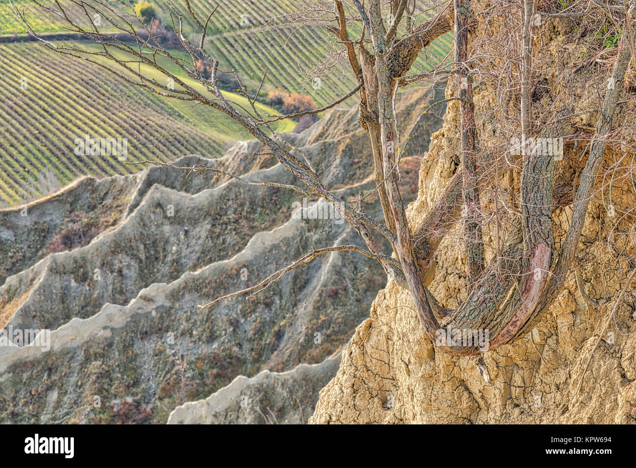 Wurzeln, Felsen in Italienisch Badlands Stockfoto