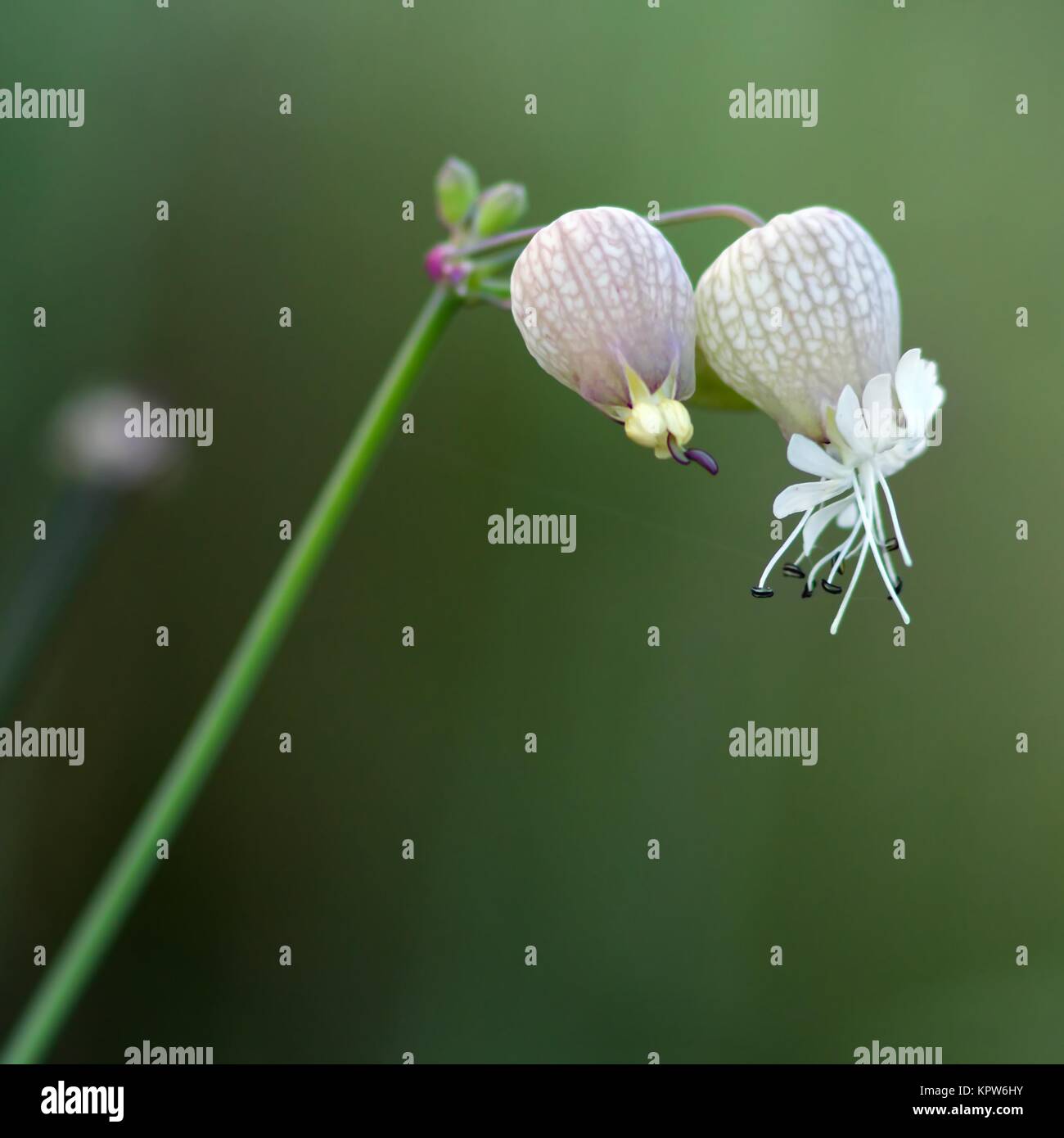 Taubenkropf-Leimkraut / Taubenkropf Catchfly Stockfoto