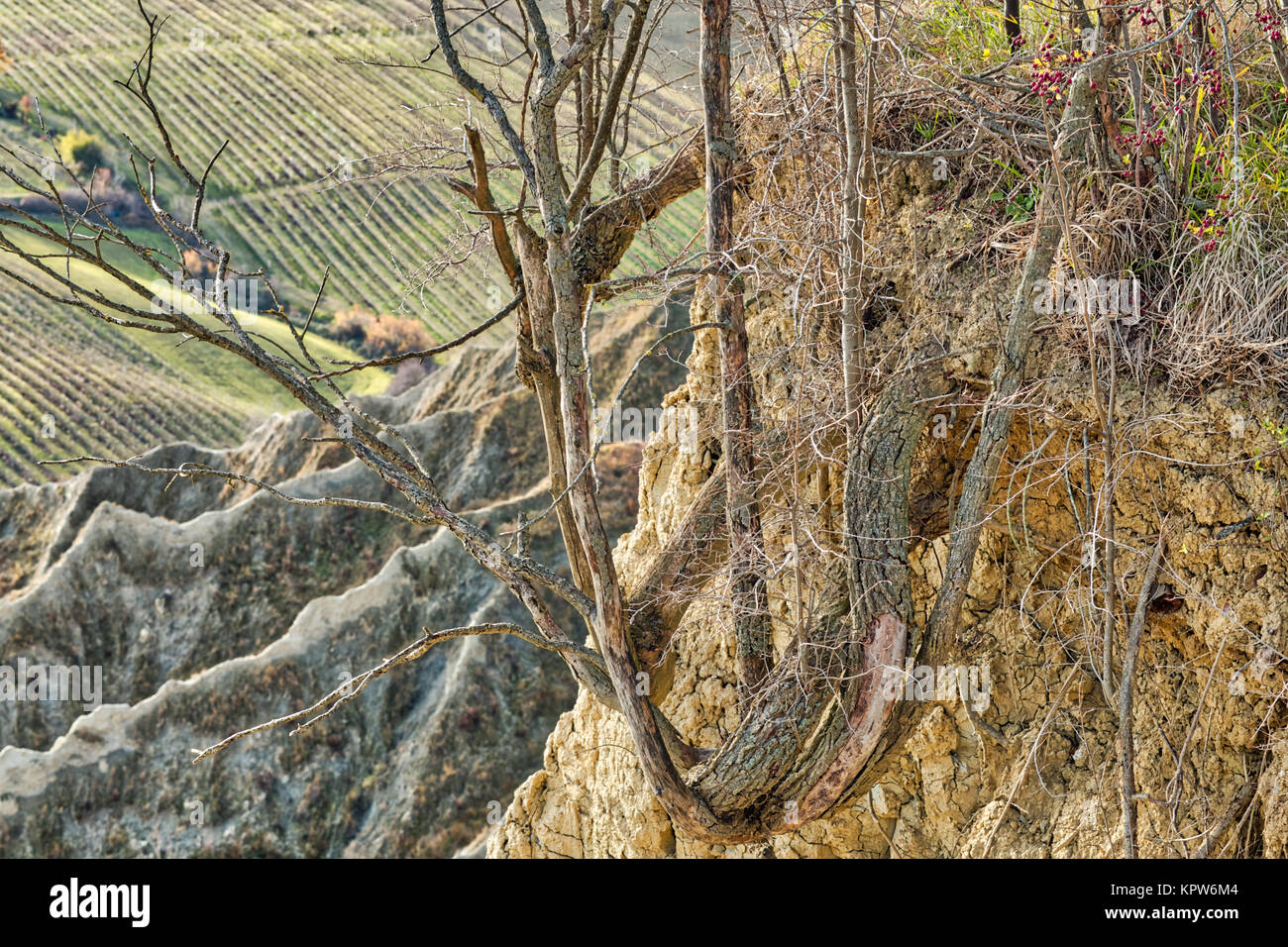 Wurzeln, Felsen in Italienisch Badlands Stockfoto