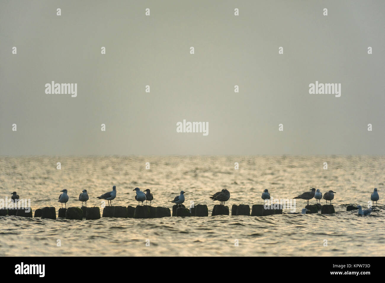 Möwen auf einen Wellenbrecher vor der Küste von Mielno, Polen 2017. Stockfoto
