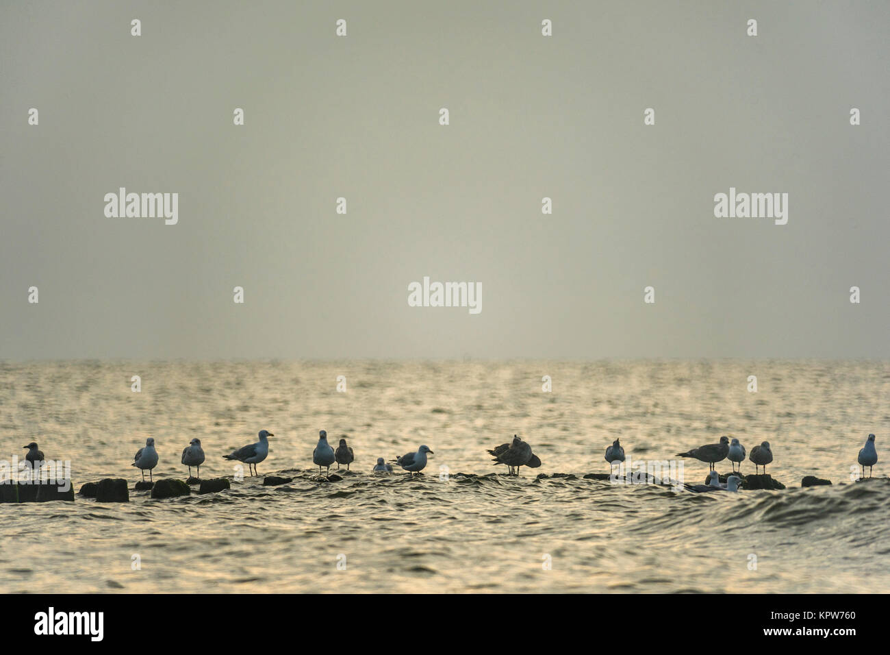 Möwen auf einen Wellenbrecher vor der Küste von Mielno, Polen 2017. Stockfoto