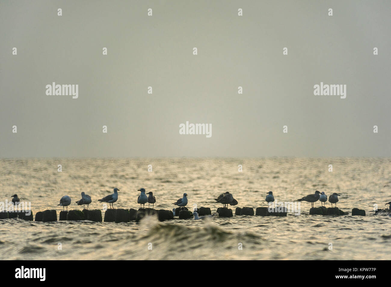 Möwen auf einen Wellenbrecher vor der Küste von Mielno, Polen 2017. Stockfoto