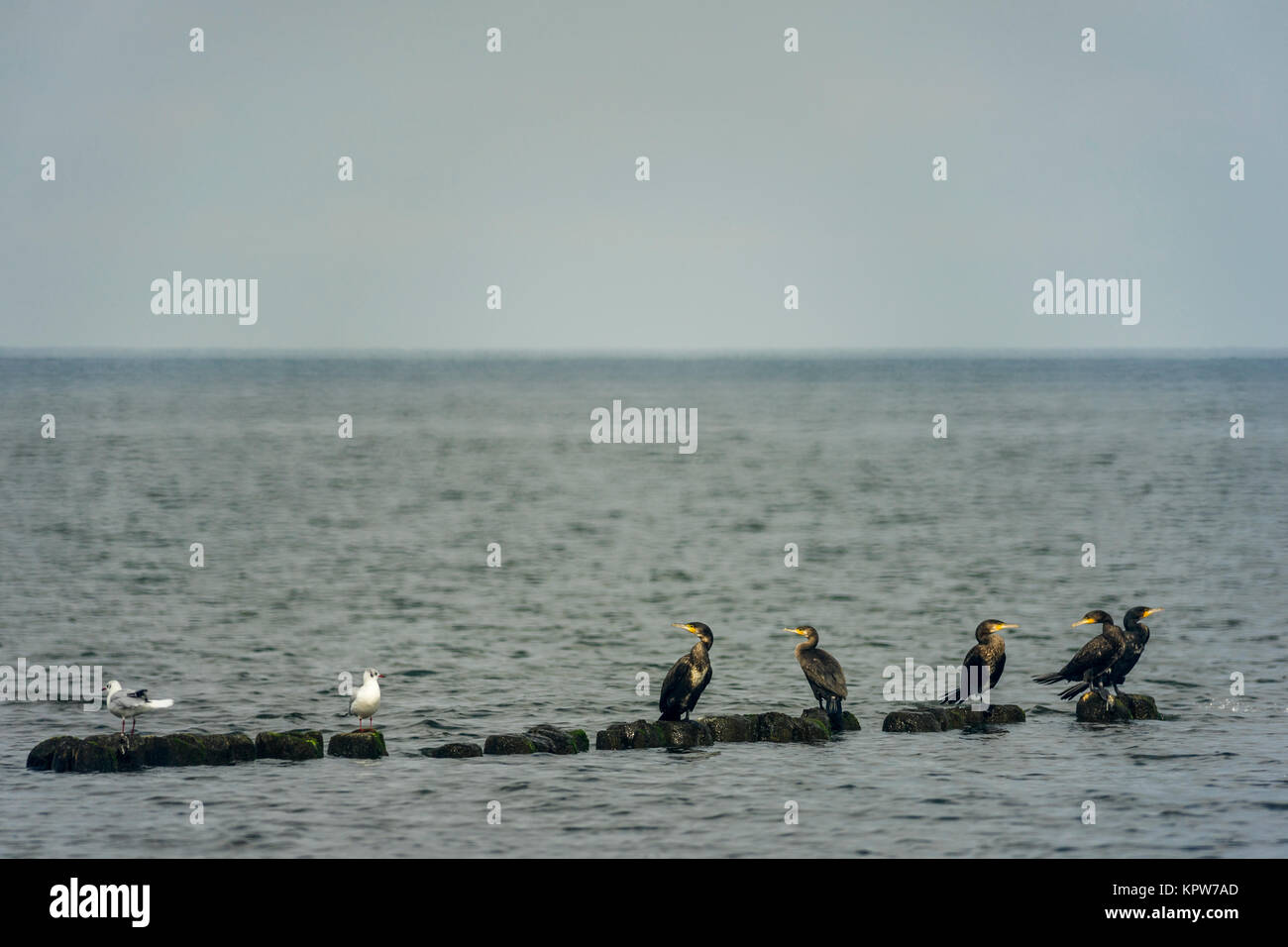 Möwen und Kormorane auf einer Mole an der Küste von Mielno, Polen 2017. Stockfoto