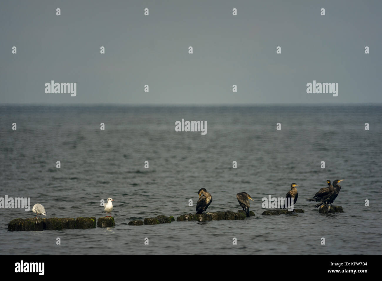 Möwen und Kormorane auf einer Mole an der Küste von Mielno, Polen 2017. Stockfoto