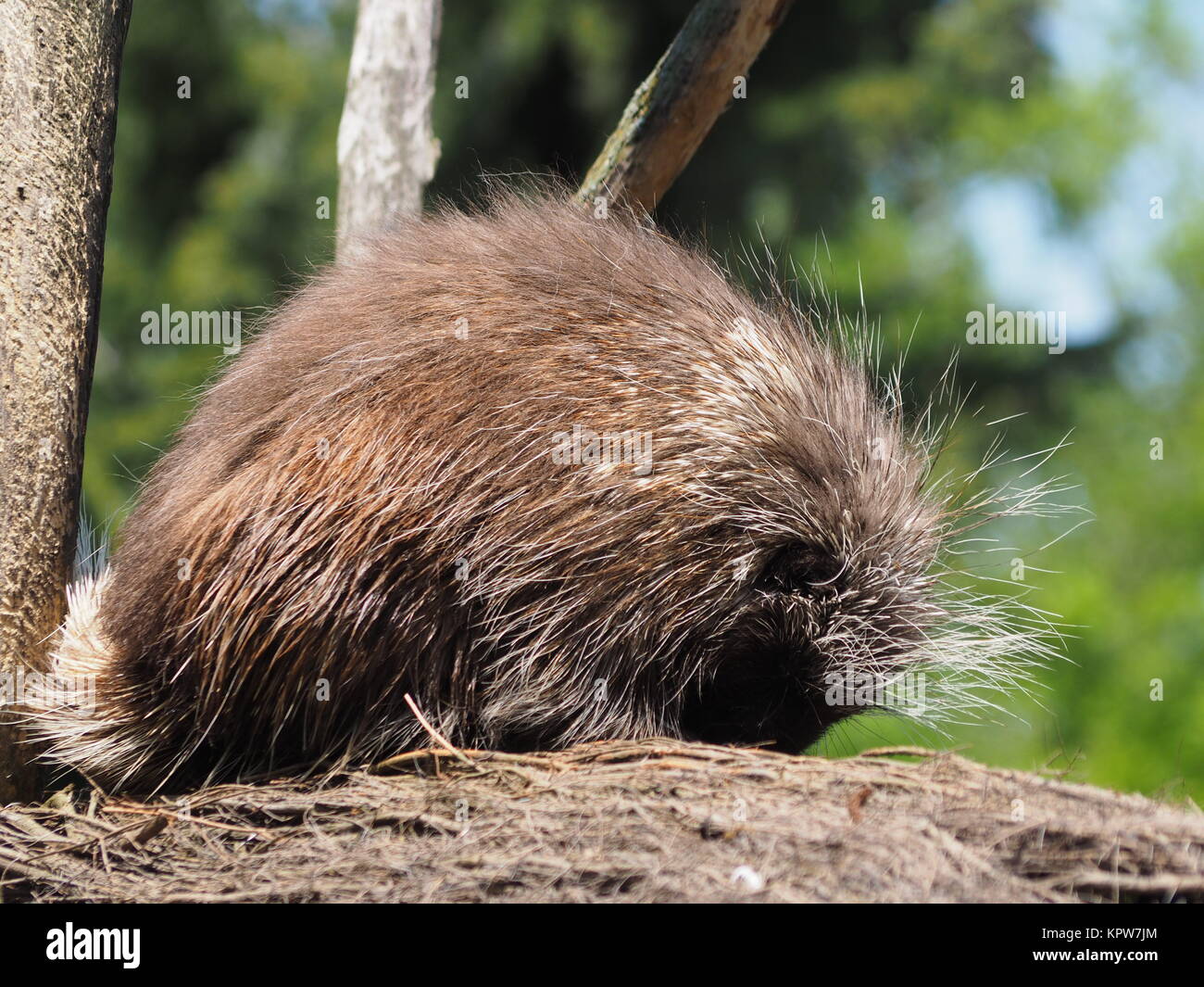 Stachelschweine Stockfoto