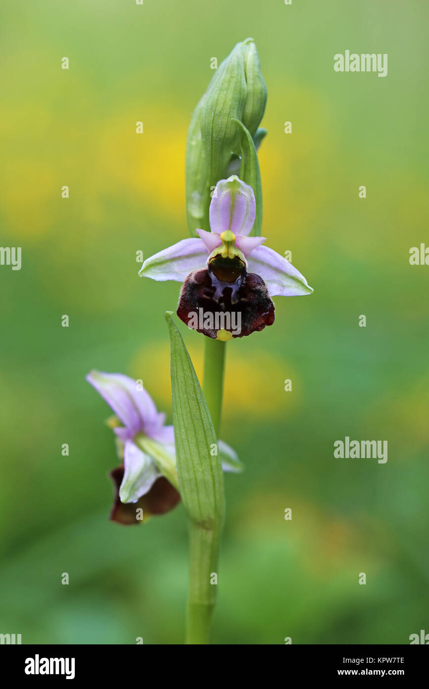 Bumblebee ophrys ophrys Holoserica oder fuciflora Stockfoto