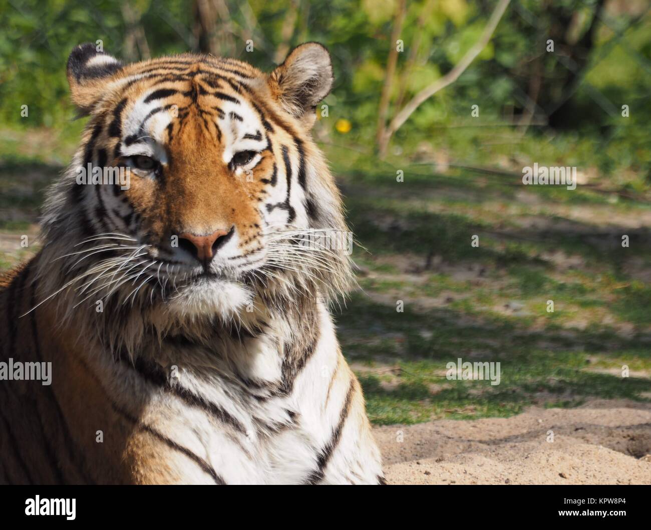 Sibirische tiger Stockfoto