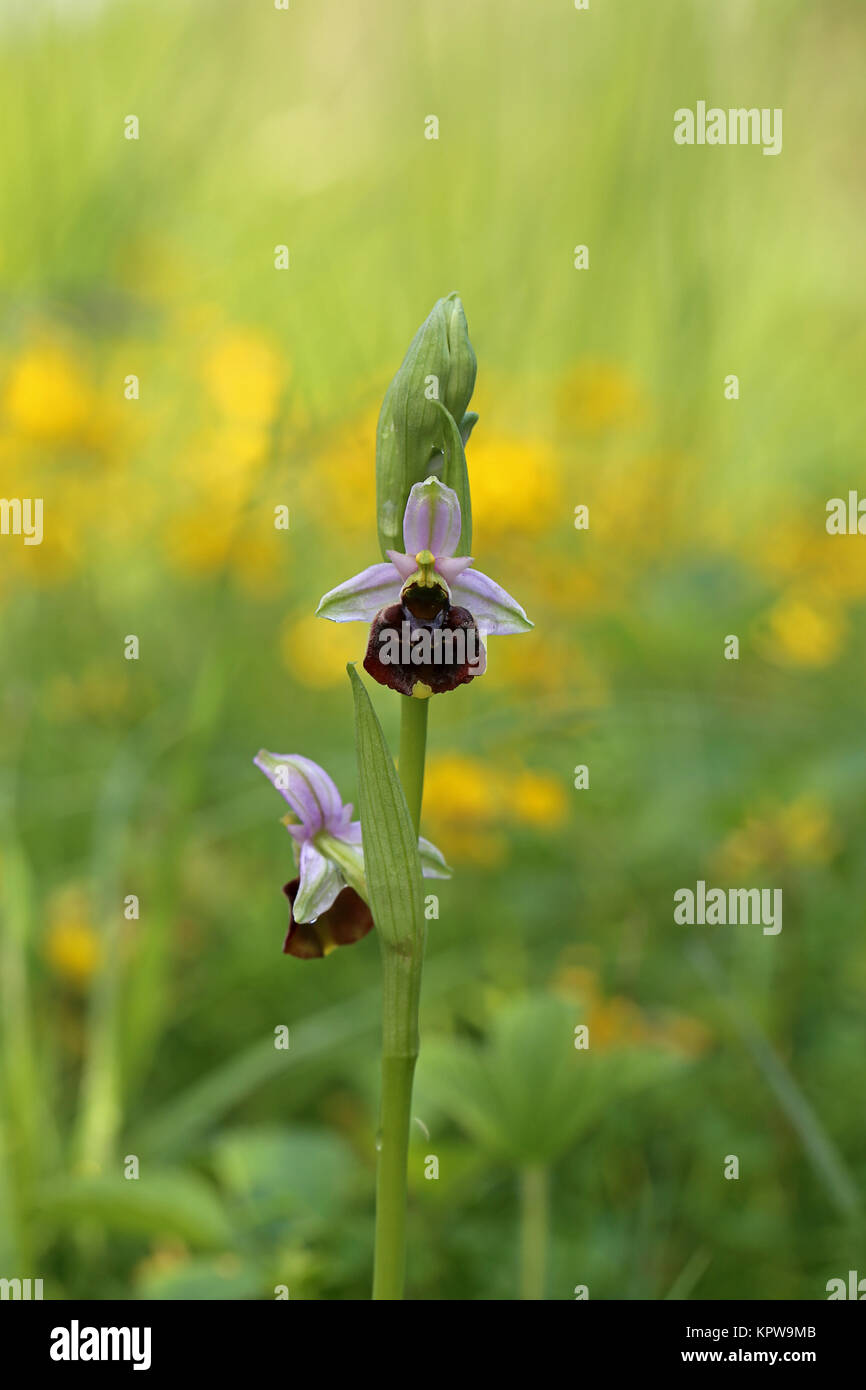 Schließen bumblebee ophrys Holoserica Stockfoto
