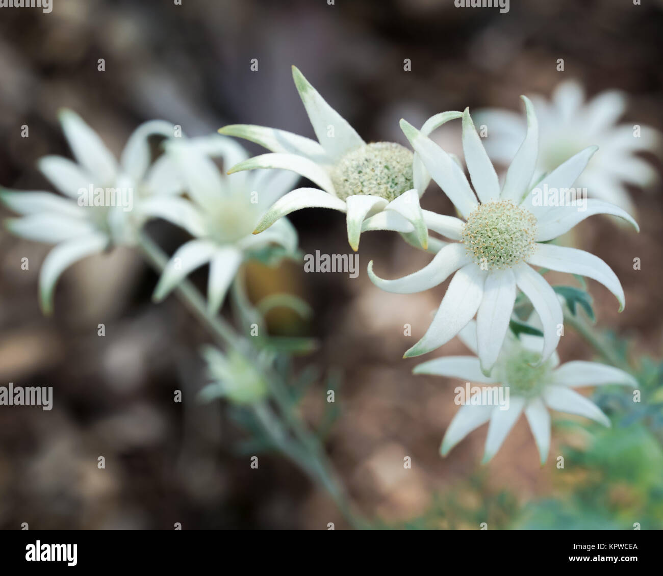 Bündel Flanell Blumen auf der Anlage. Eine einheimische australische blühende Pflanze. Stockfoto