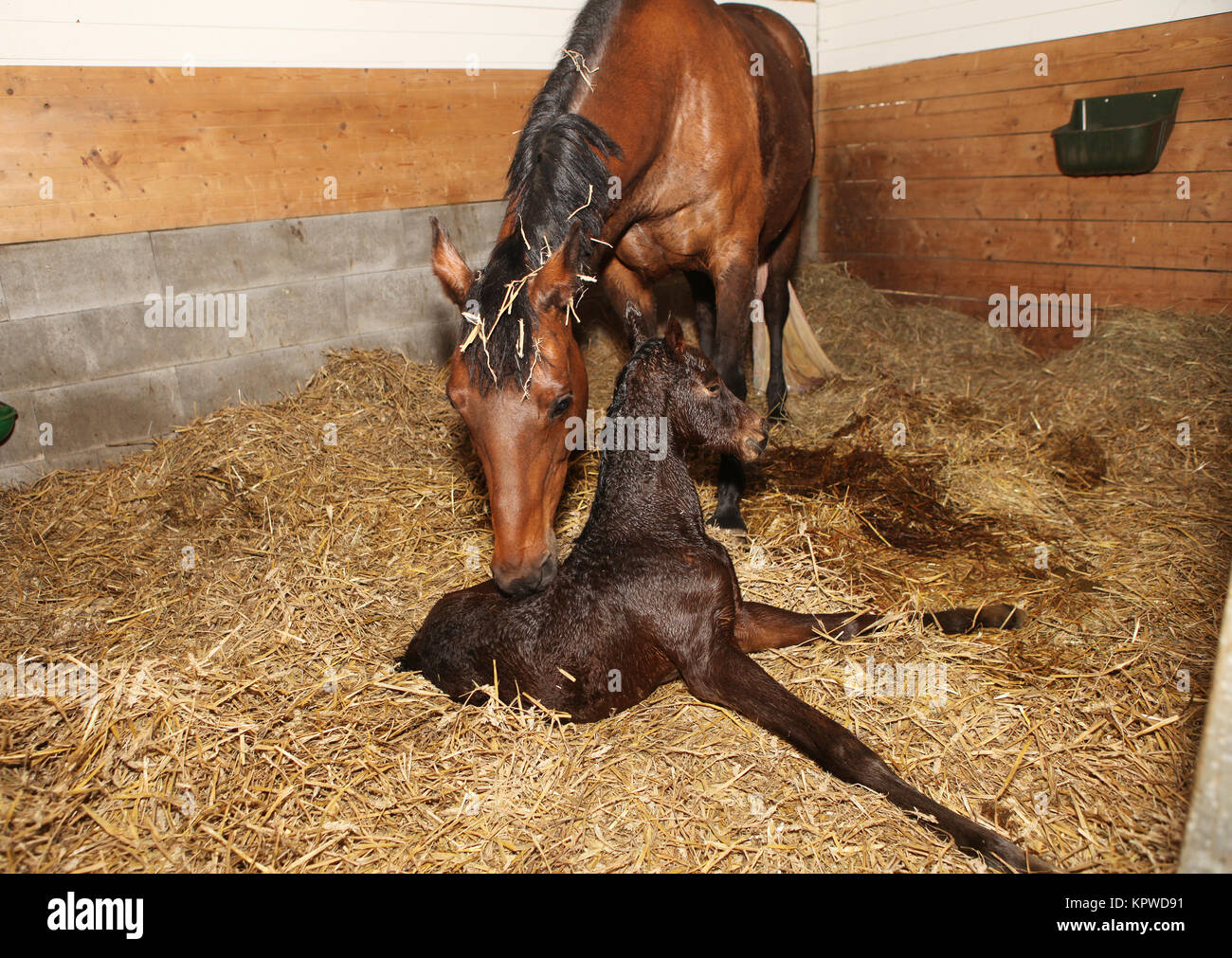 Eine braune Stute kurz nach der Geburt mit ihrem Fohlen in einer Pferdebox Stockfoto