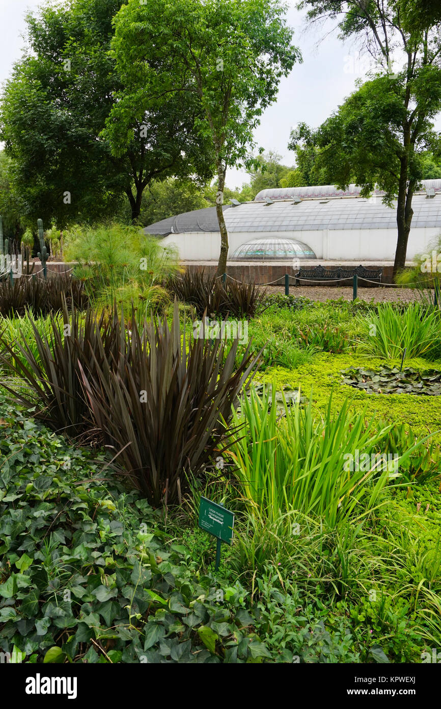 Die Sternwarte und Feuchtgebieten Pflanzen in der Jardín Botánico del Bosque de Chapultepec (Chapultepec Botanic Gardens) in Chapultepec Park, Mexiko City, M Stockfoto