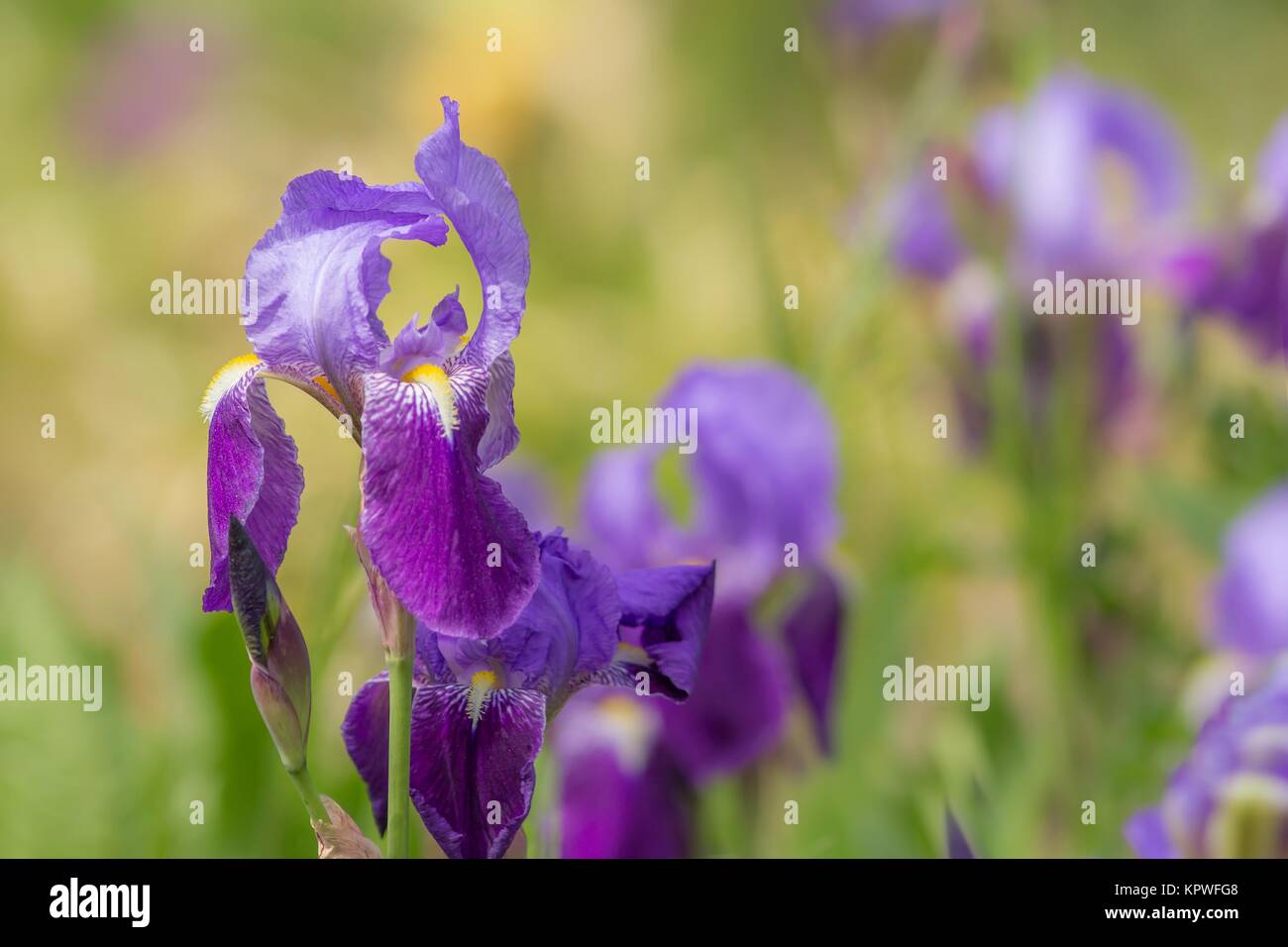 Blaue Schwertlilie / Blaue Iris Stockfoto