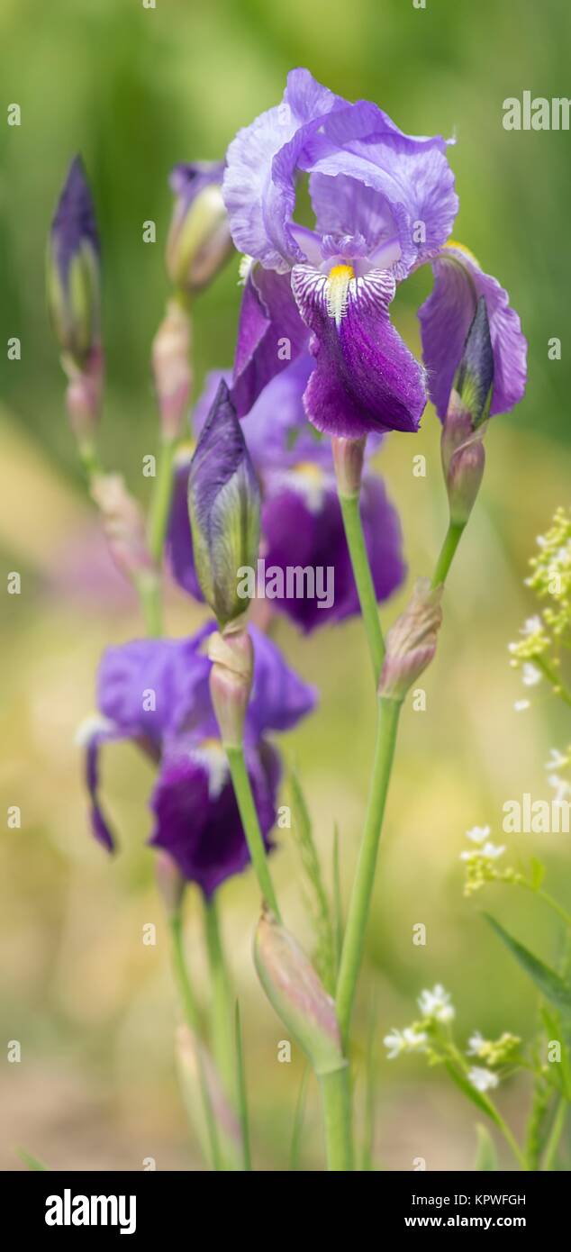 Blaue Schwertlilie / Blaue Iris Stockfoto