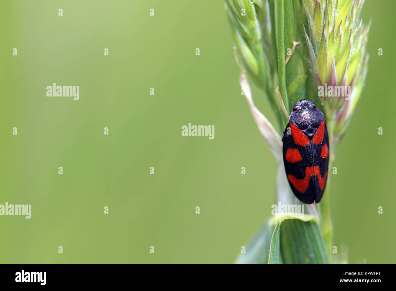 Blutkade Cercopis vulnerata Stockfoto