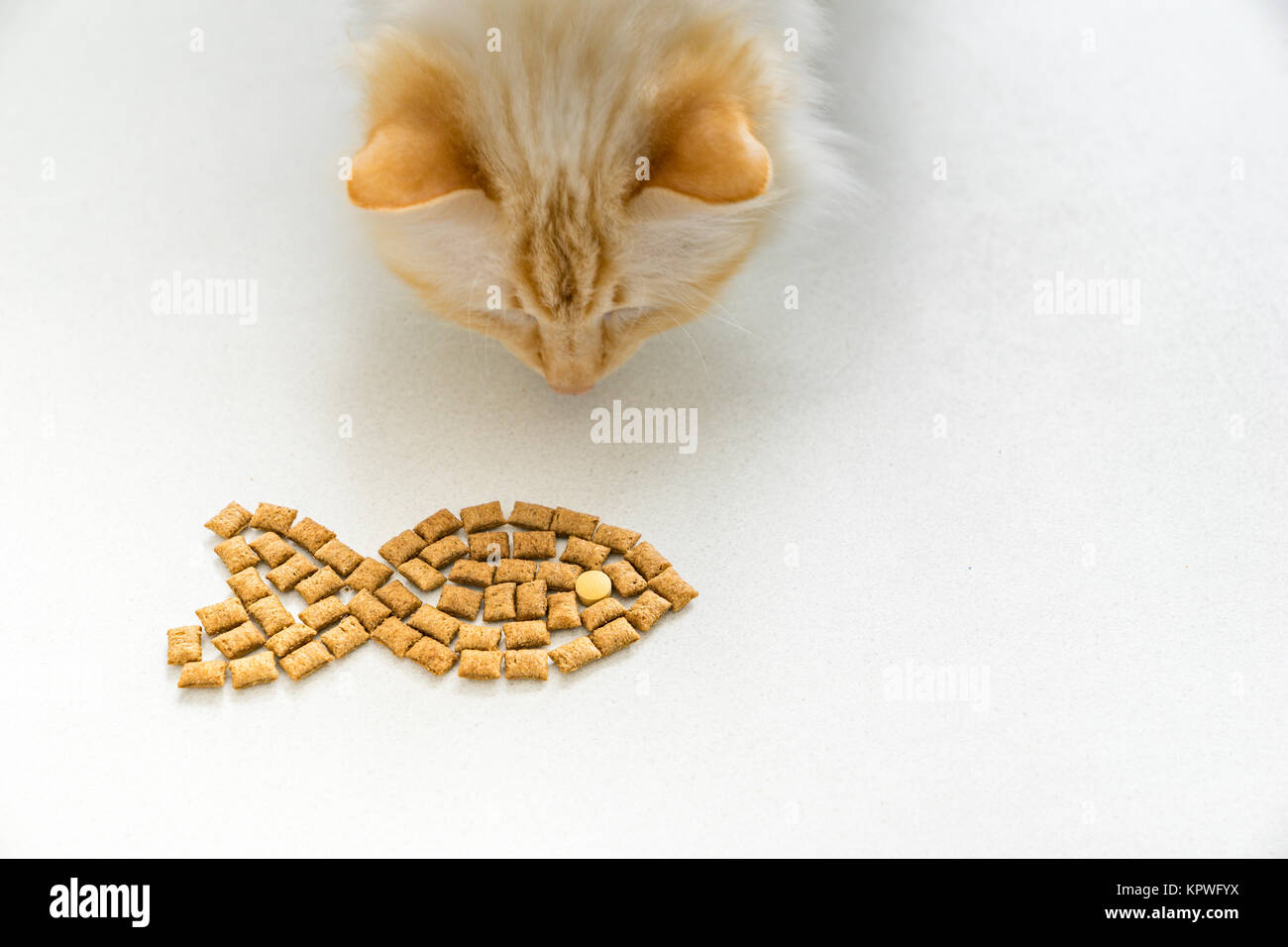 Heilige burma Rasse Katze, isst eine Fischform aus trockenem Futter - Leckereien Stockfoto