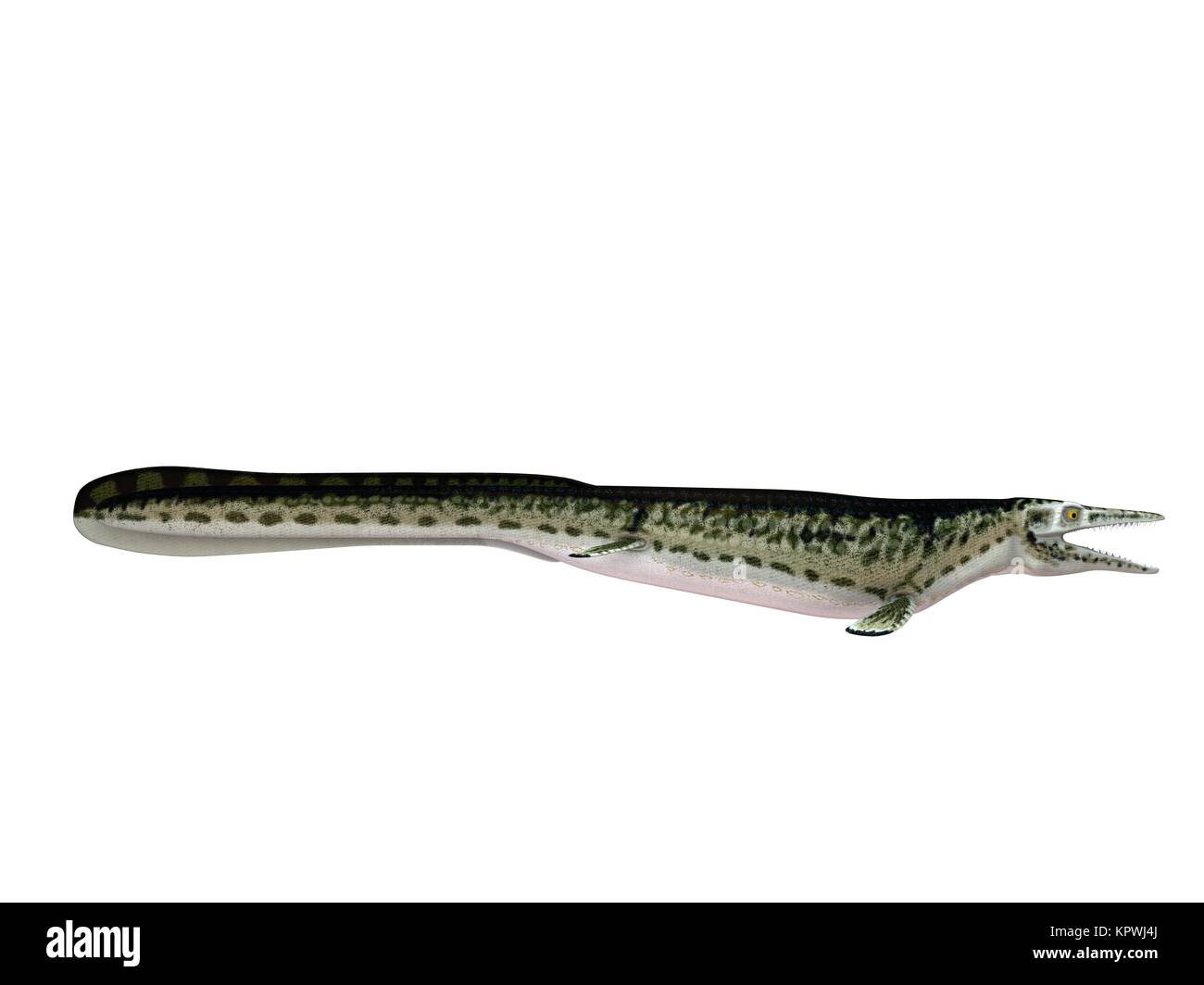 3D-Render von einem Krokodil in einem weißen Bühne Stockfoto