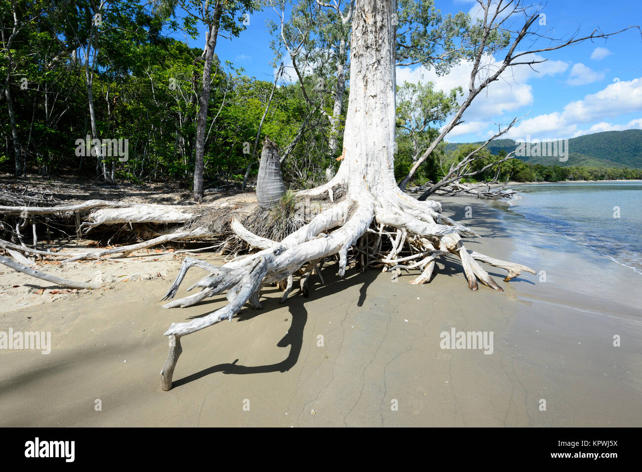 Küstenerosion ausgesetzt die Wurzeln dieses Paperbark Baum (Melaleuca), Kewarra Beach, Far North Queensland, FNQ, QLD, Australien Stockfoto