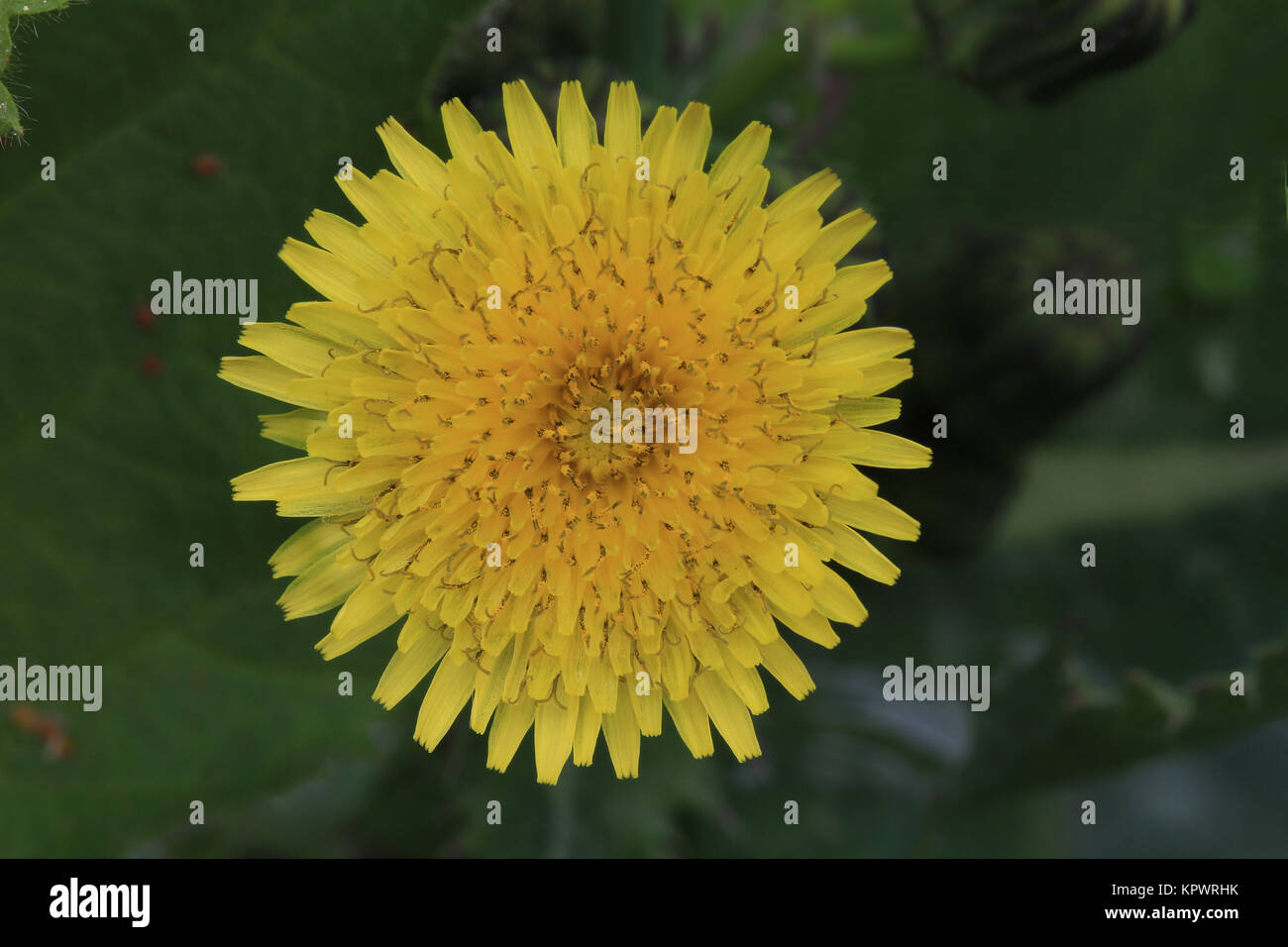 Gänsedistel Sonchus oleraceus, Märzenbecher, 27.09.05 Kinder, Kinder in Nahaufnahme, Top seltene Kunst, im Naturpark Ebbegebirge, nur ein wenigen Stellen zu finden Stockfoto