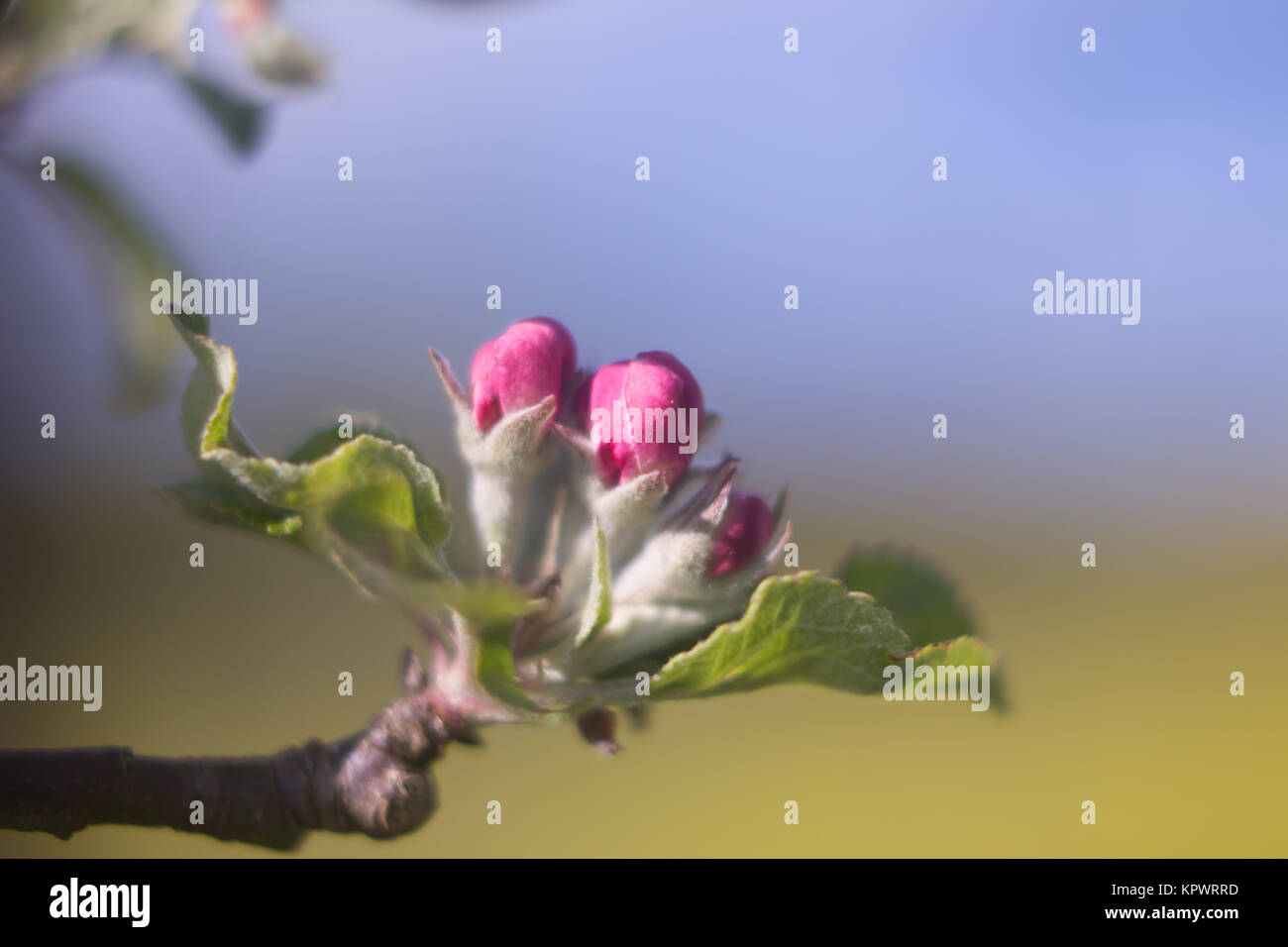 Pink Apple Blütenknospen auf apple tree Makro Natur Hintergrund Stockfoto