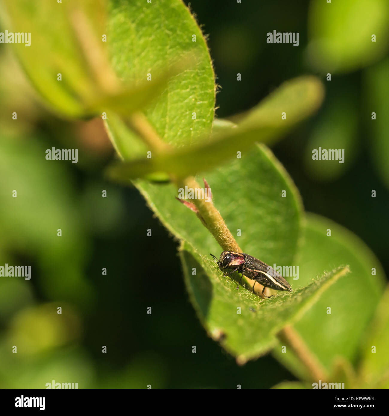 Weißdorn Root Borer Stockfoto