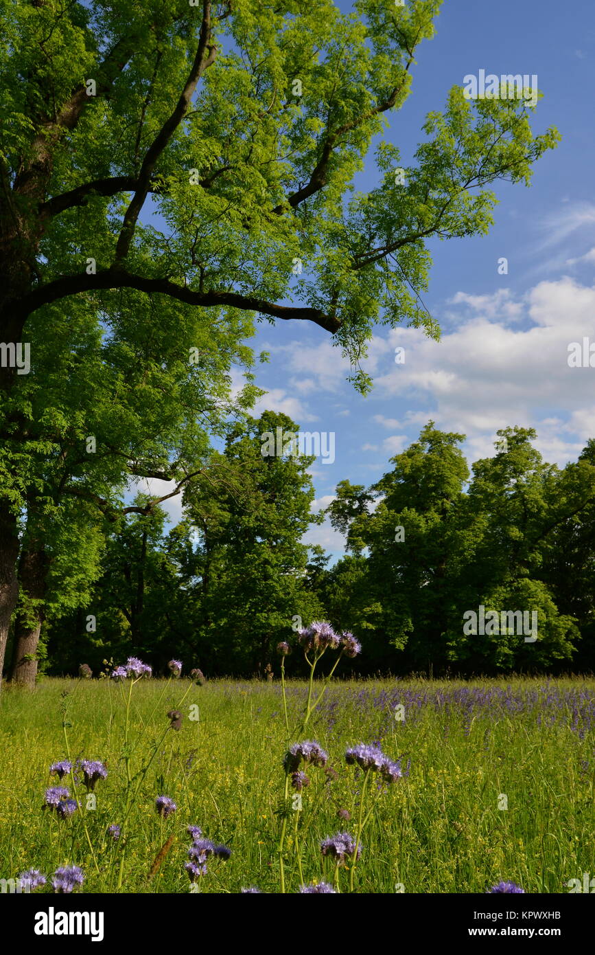 Blühende Frühlingswiesen Stockfoto