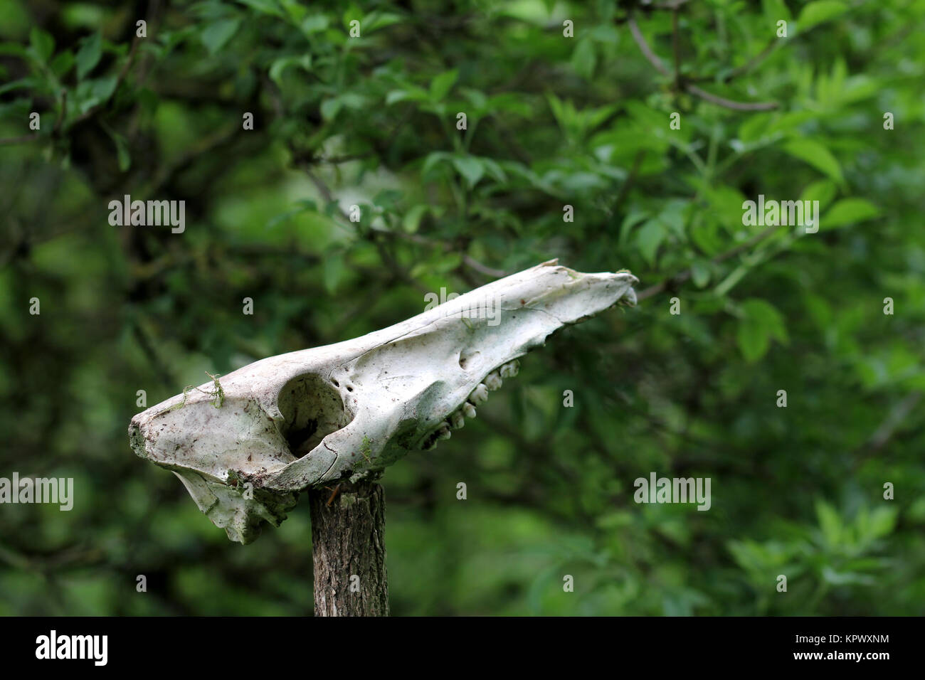 Schädelknochen von Wildschweinen Stockfoto