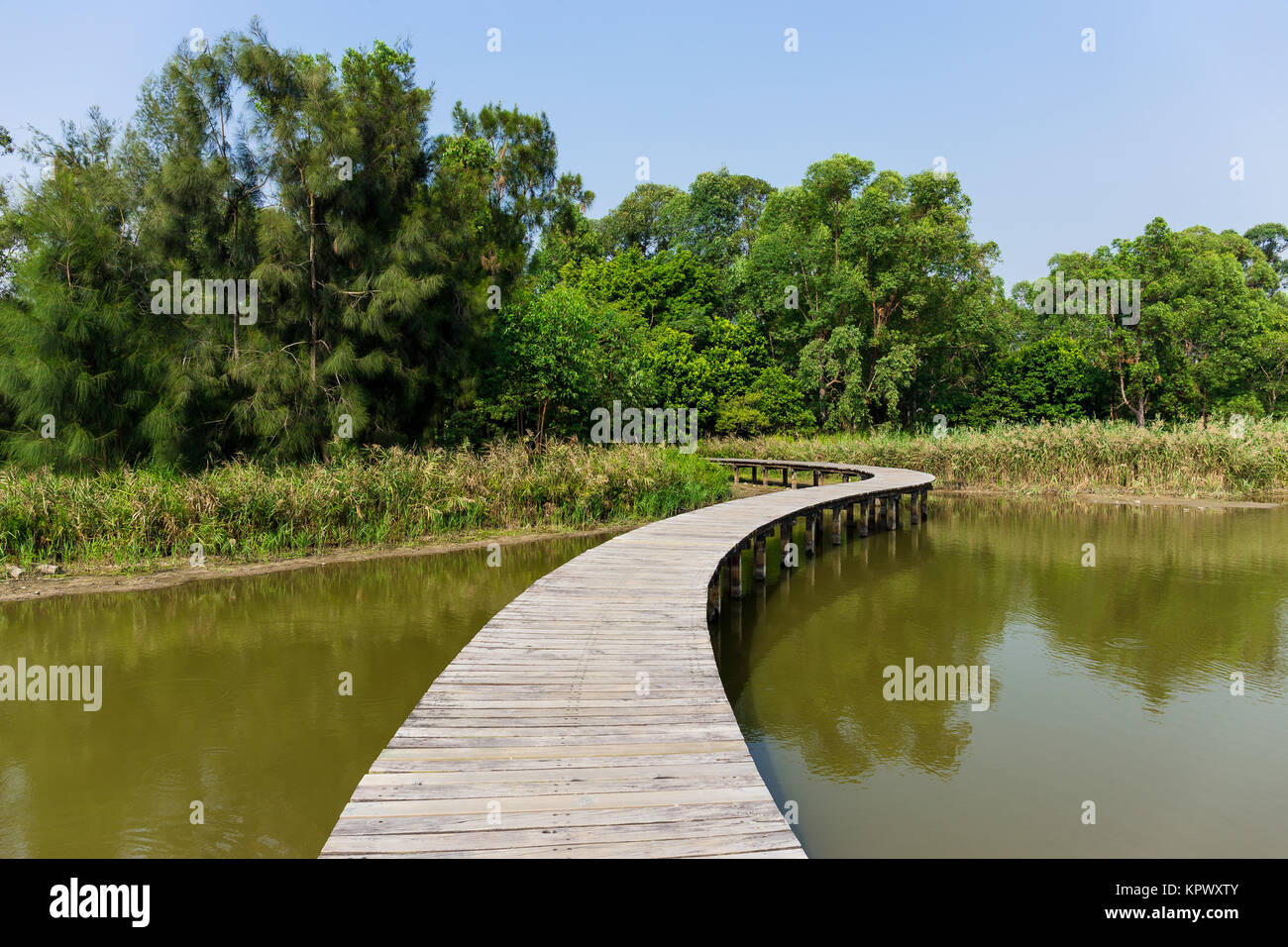 Lange Holzbrücke im Mangrovenwald Stockfoto