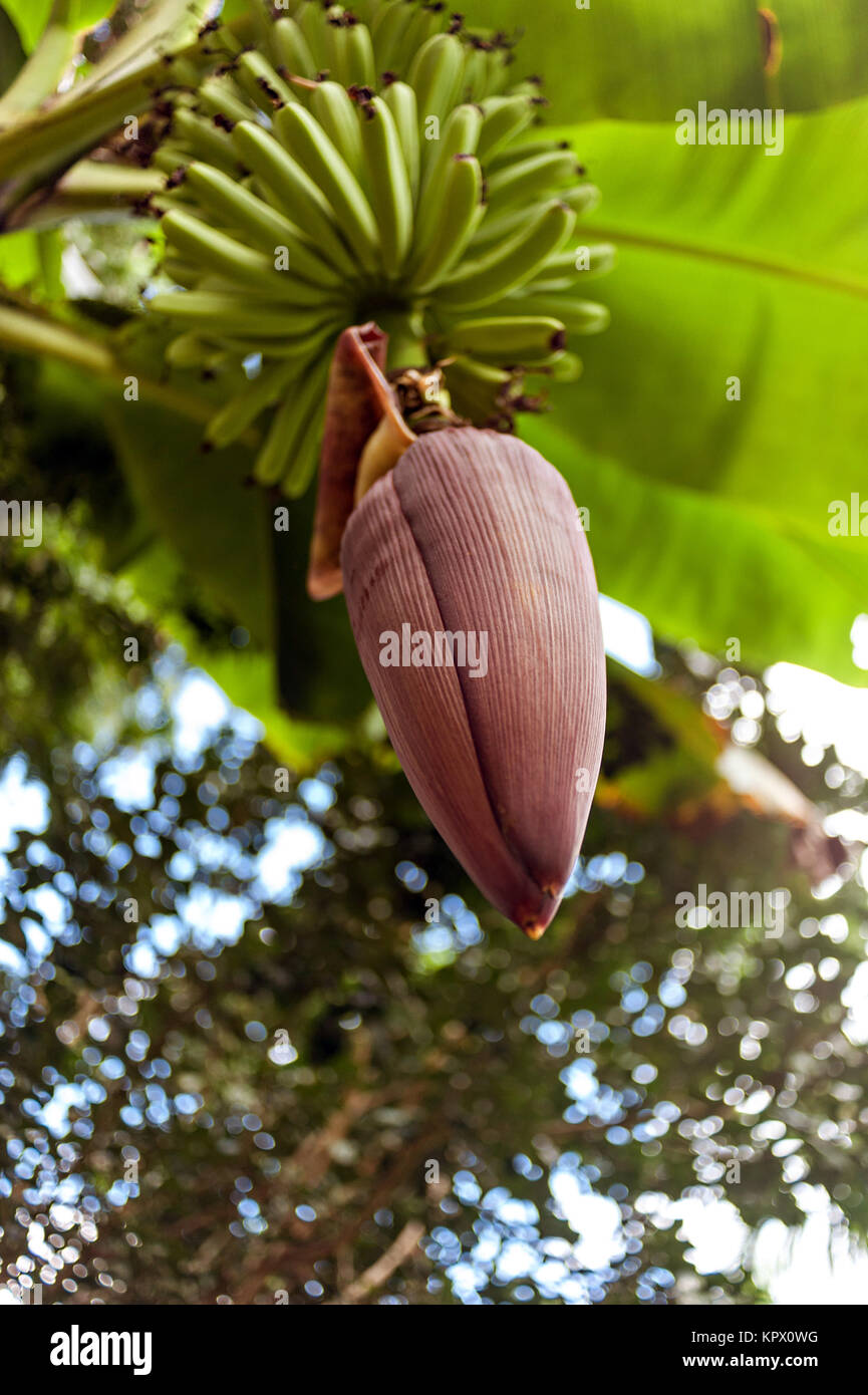 Banane Blume mit Früchten auf dem Ast Stockfoto