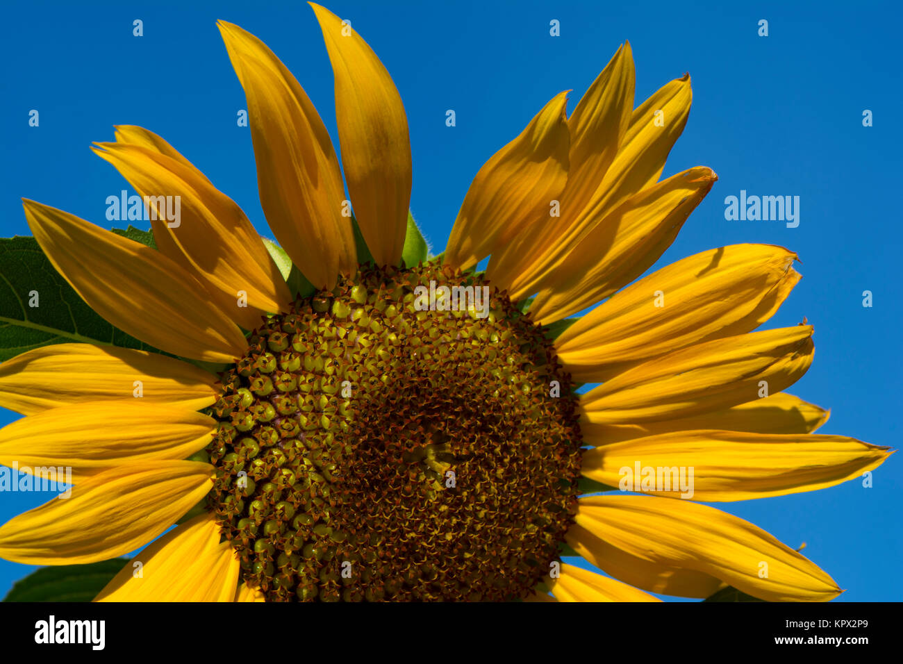 Die obere Hälfte eines wachsenden Sonnenblumen gegen den blauen Himmel. Stockfoto