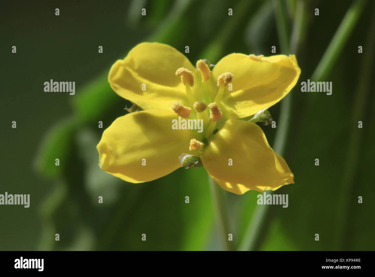 Rucola, Eruca Sativa, Salat, Kinder in Nahaufnahme, etwa 10 mm Einspritzdüse. Deutscher Name Garten-Senfrauke. Sterben Senfrauke ist schon seit dem Altertum als Nutzpflanze bekannt. In Deutschland führte Rucola bis zur Wiederentdeckung eher ein Schattendasein unter den Salaten. Wegen Waden scharfen Geschmacks Krieg er nicht sonderlich beliebt. Forst der Trend zu internationalen und insbesondere mediterraner Küche führte zu seiner derzeitigen Bekanntheit und allgemeinen Verfügbarkeit. Englisch: salat rucola, rucoli, rugula, colewort, roquette und Rucola. Stockfoto